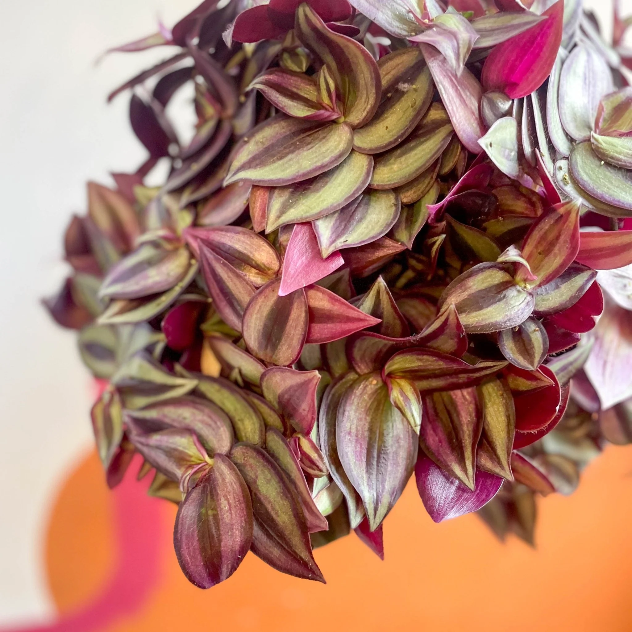 Purple Inch Plant - Tradescantia zebrina 'Purpusii' - Image 7