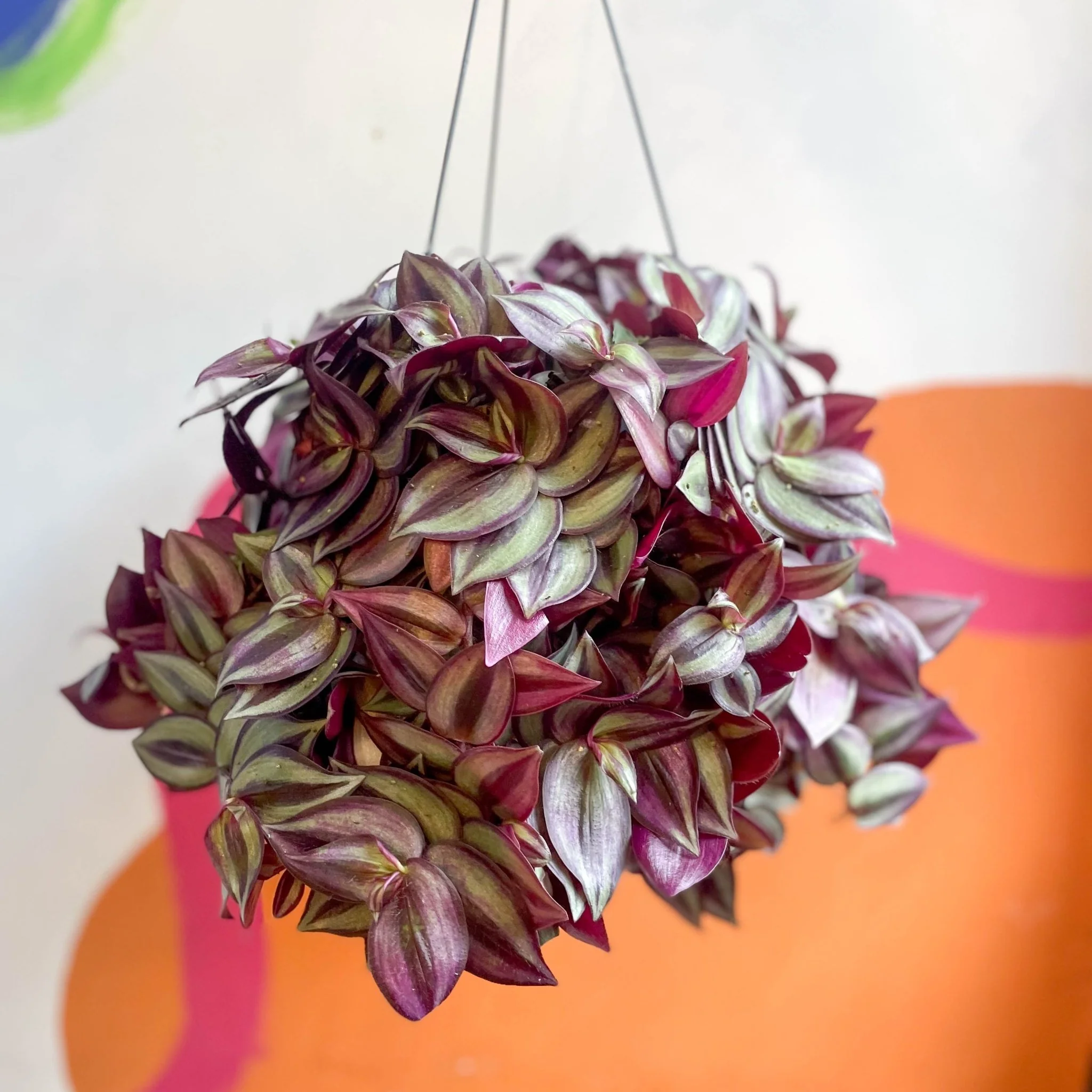 Purple Inch Plant - Tradescantia zebrina 'Purpusii' - Image 8