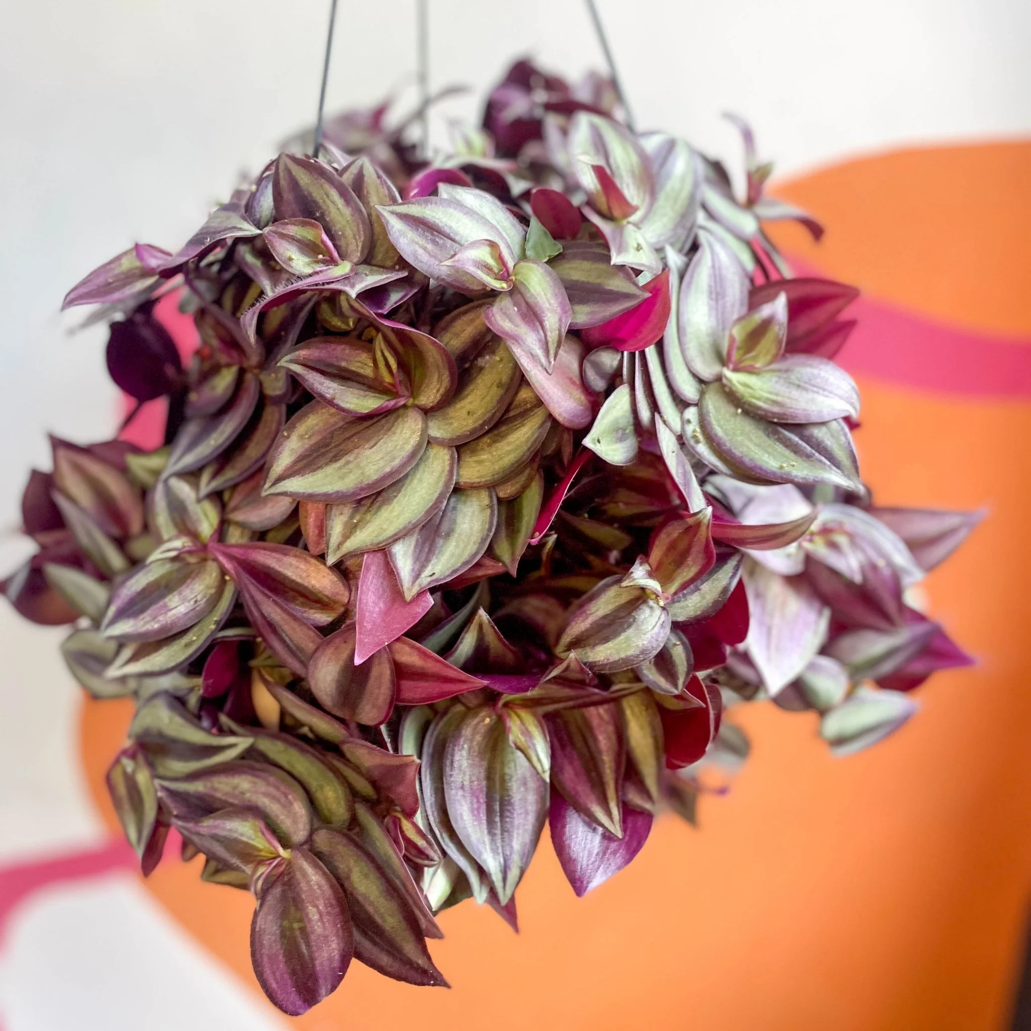 Purple Inch Plant - Tradescantia zebrina 'Purpusii' - Image 9