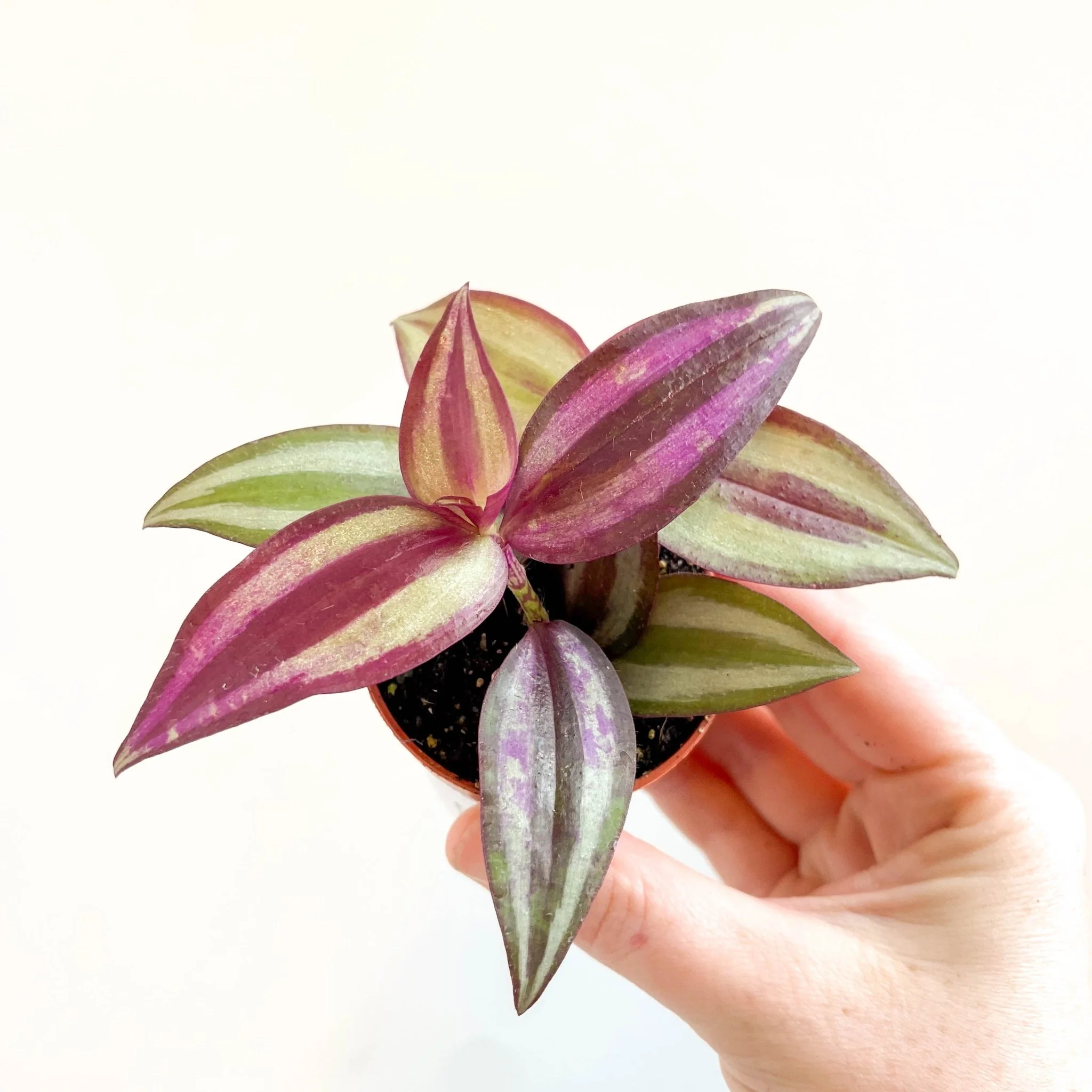 Tradescantia zebrina 'Violet Hill' - Purple Inch Plant - Image 10