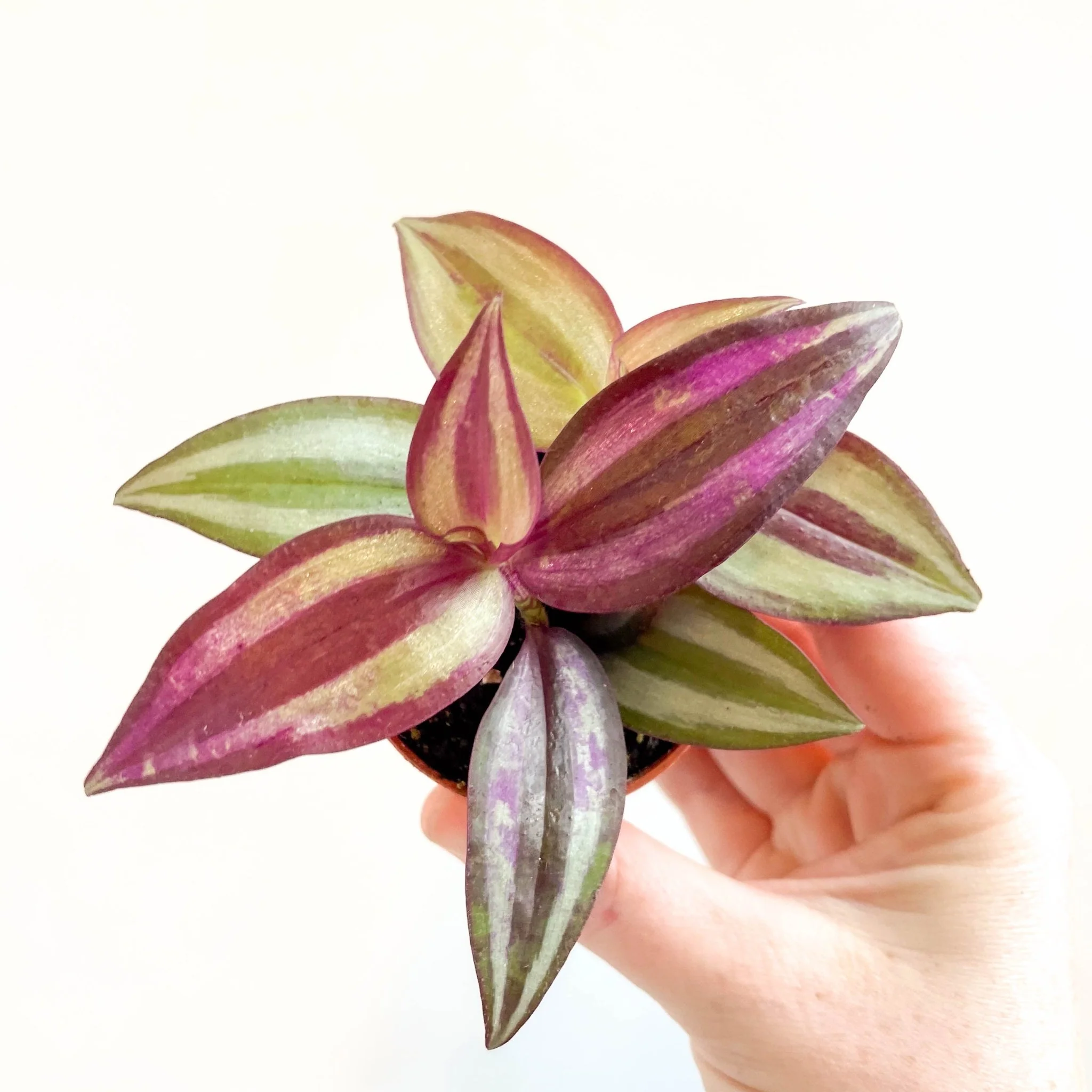 Tradescantia zebrina 'Violet Hill' - Purple Inch Plant - Image 11