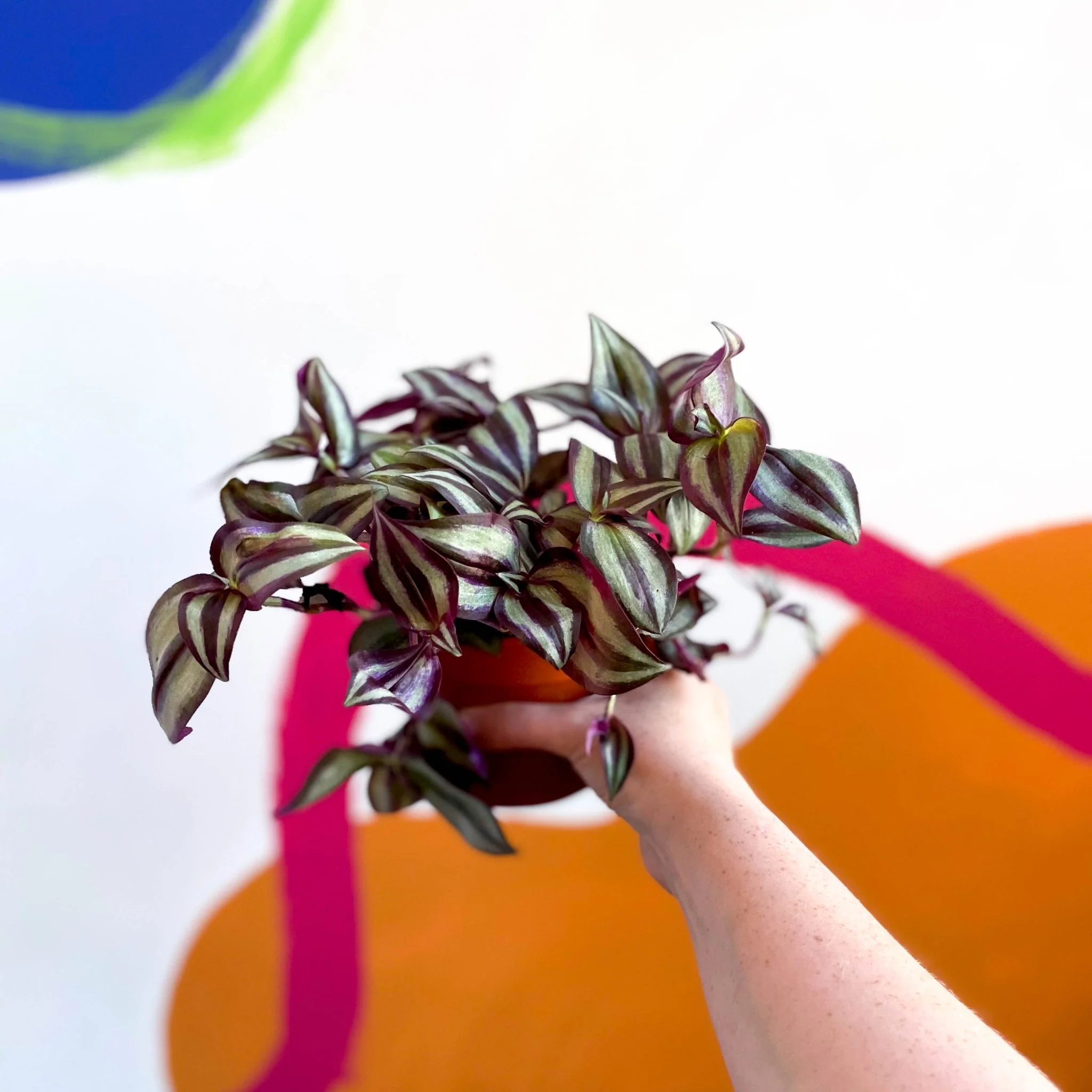 Tradescantia zebrina 'Violet Hill' - Purple Inch Plant - Image 3