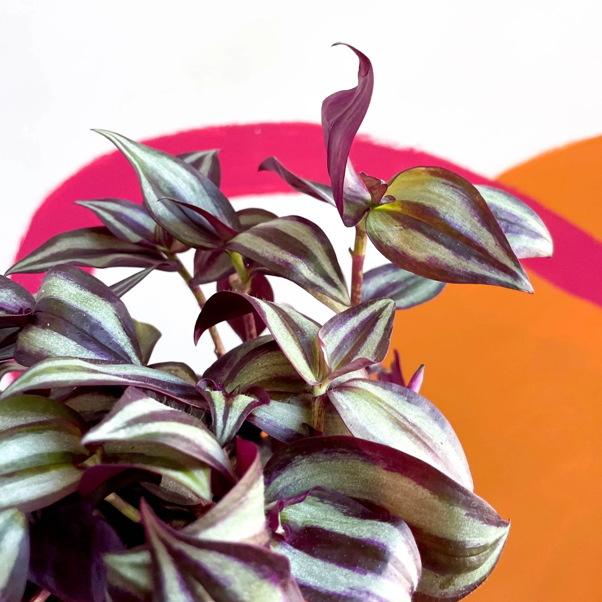 Tradescantia zebrina 'Violet Hill' - Purple Inch Plant - Image 4