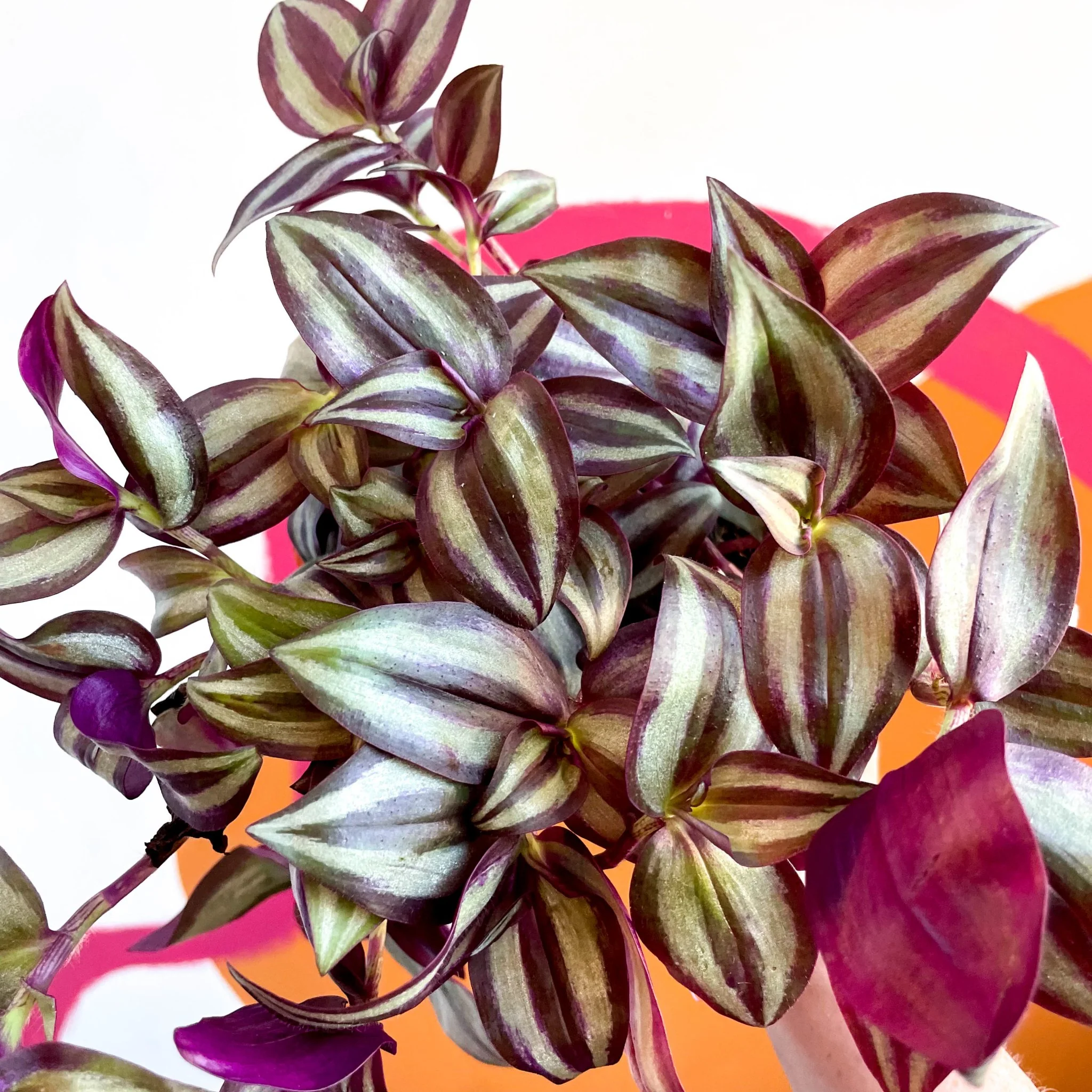 Tradescantia zebrina 'Violet Hill' - Purple Inch Plant - Image 5