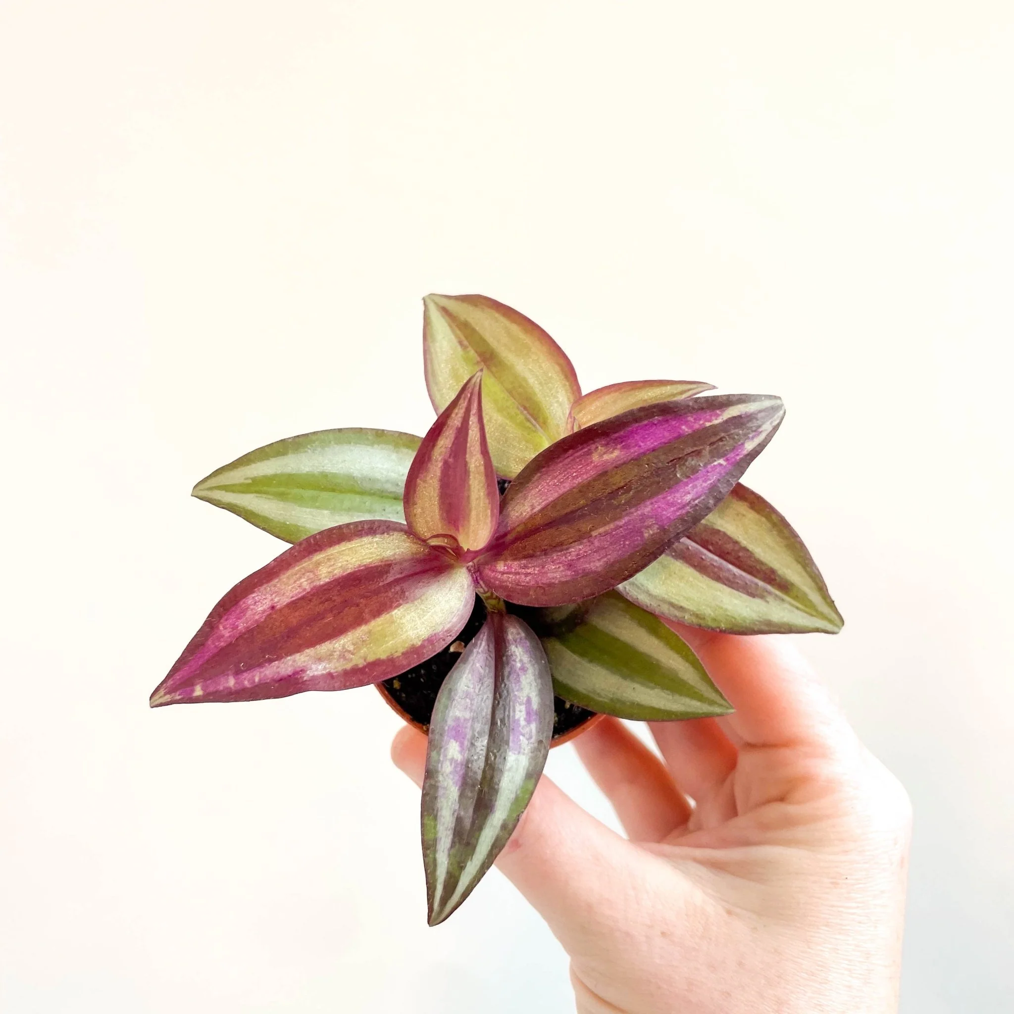 Tradescantia zebrina 'Violet Hill' - Purple Inch Plant - Image 6
