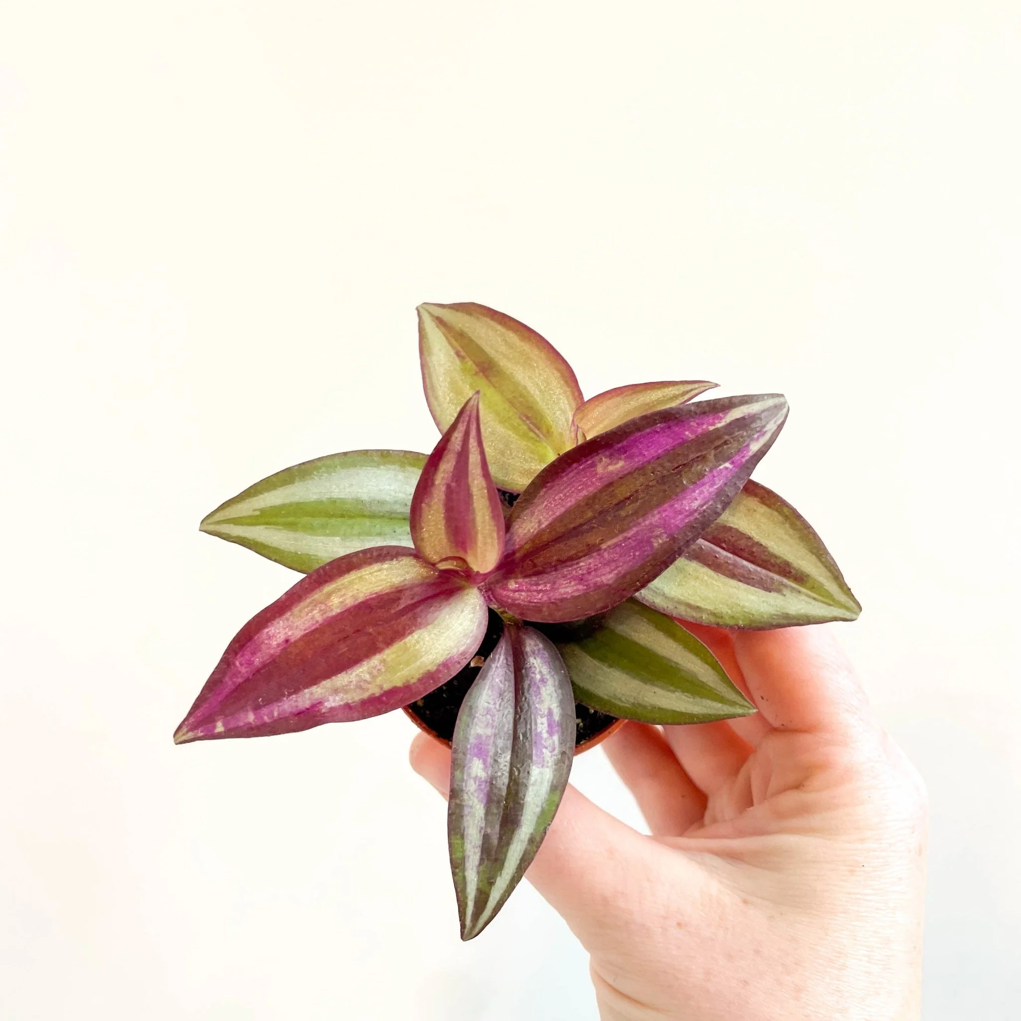 Tradescantia zebrina 'Violet Hill' - Purple Inch Plant - Image 7