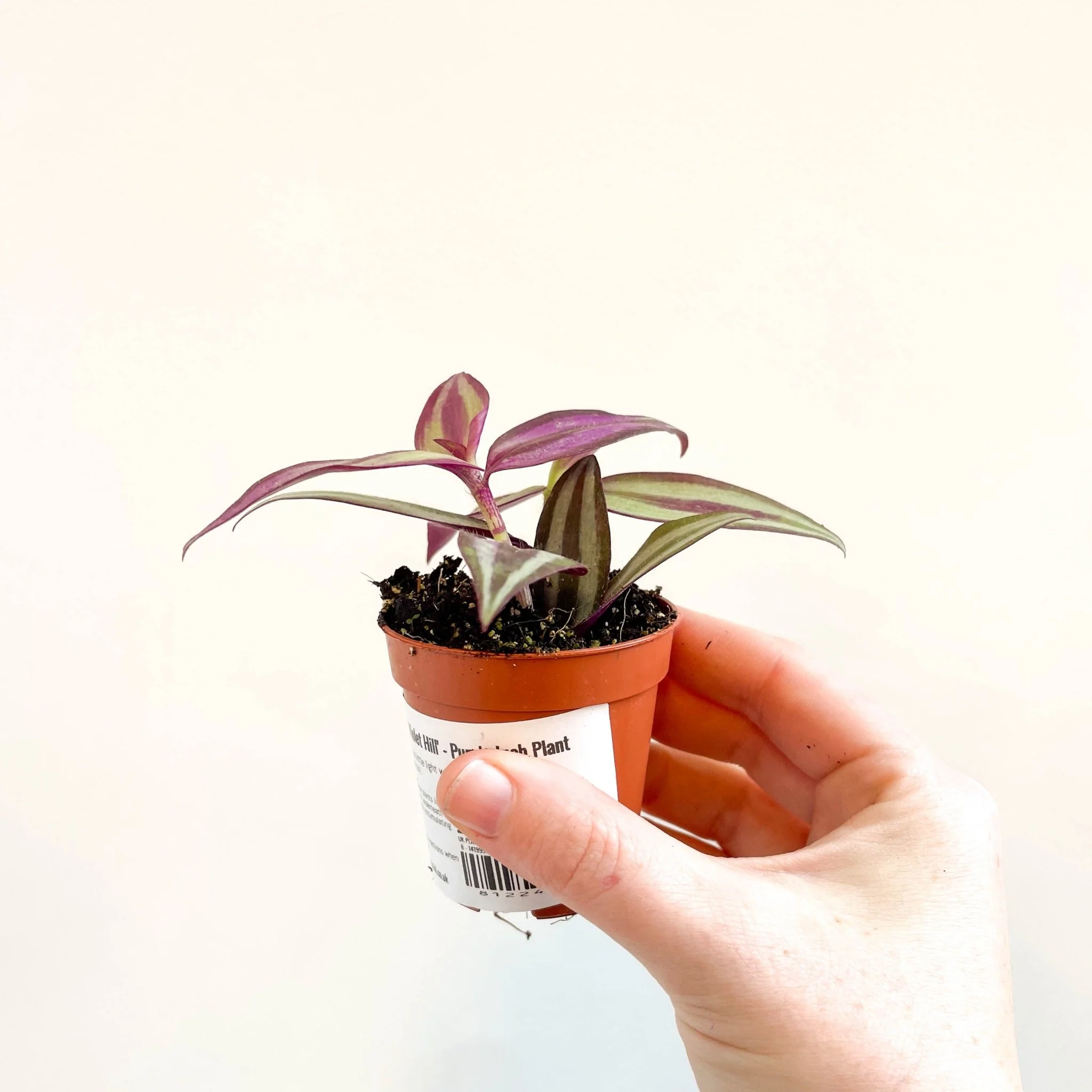 Tradescantia zebrina 'Violet Hill' - Purple Inch Plant - Image 8
