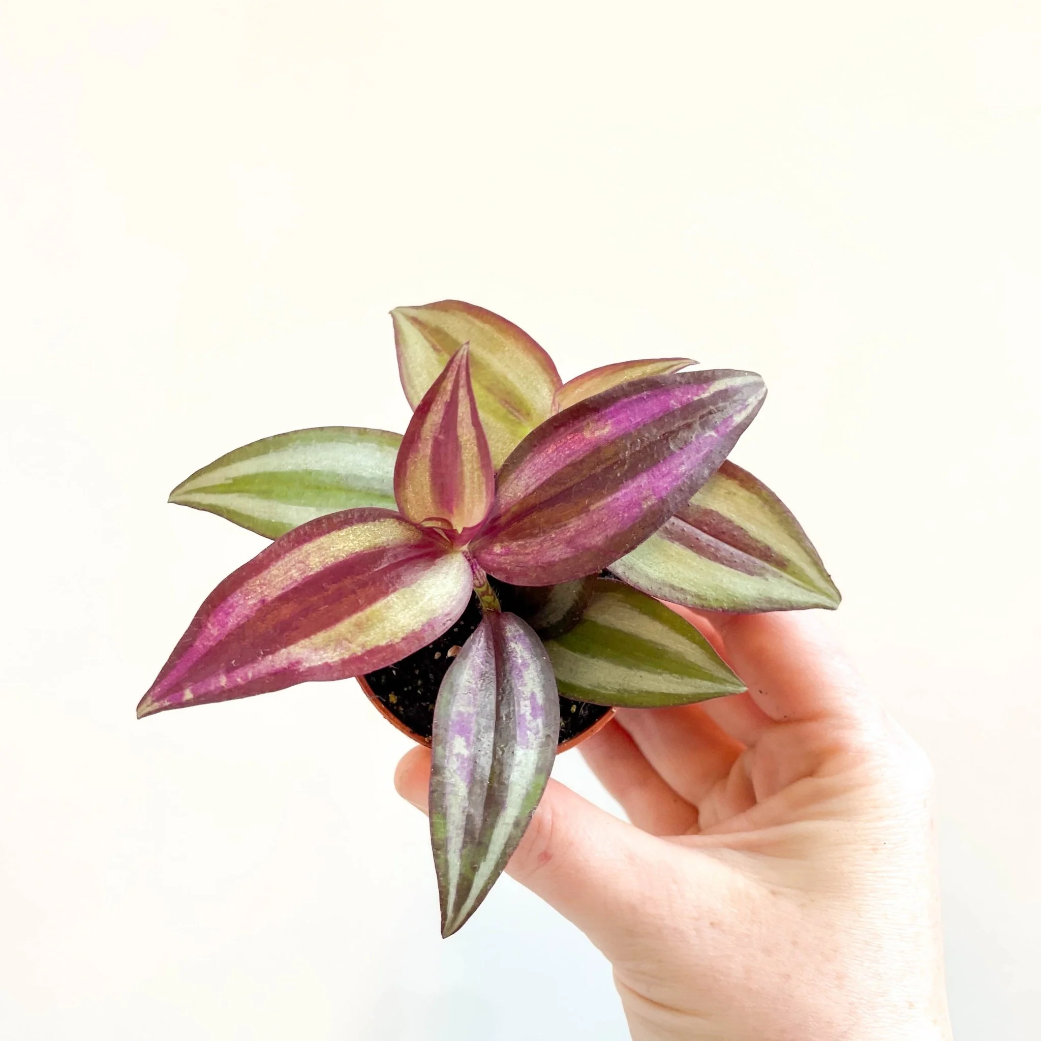 Tradescantia zebrina 'Violet Hill' - Purple Inch Plant - Image 9