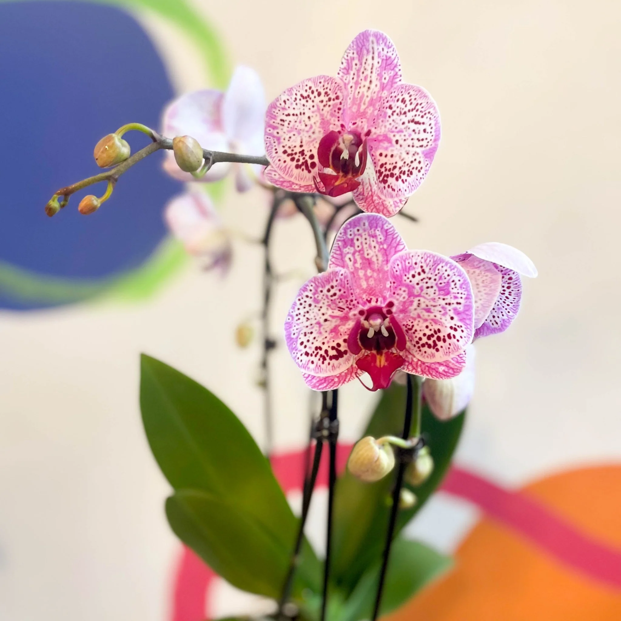 Purple & Pink Moth Orchid - Phalaenopsis 'New Wave'