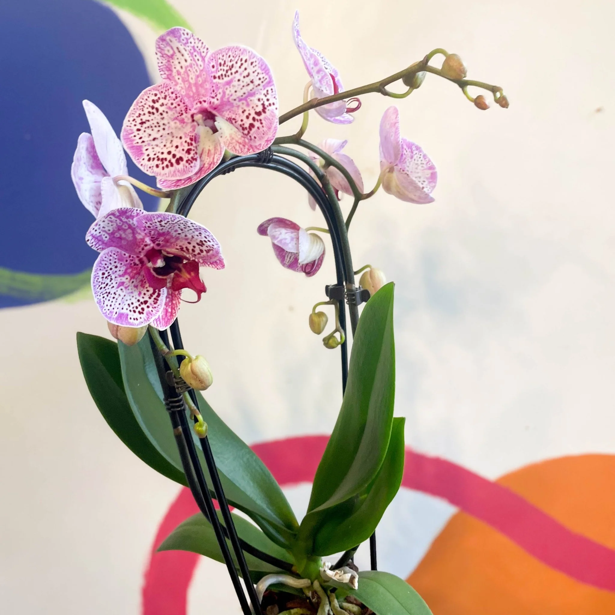 Purple & Pink Moth Orchid - Phalaenopsis 'New Wave' - Image 2
