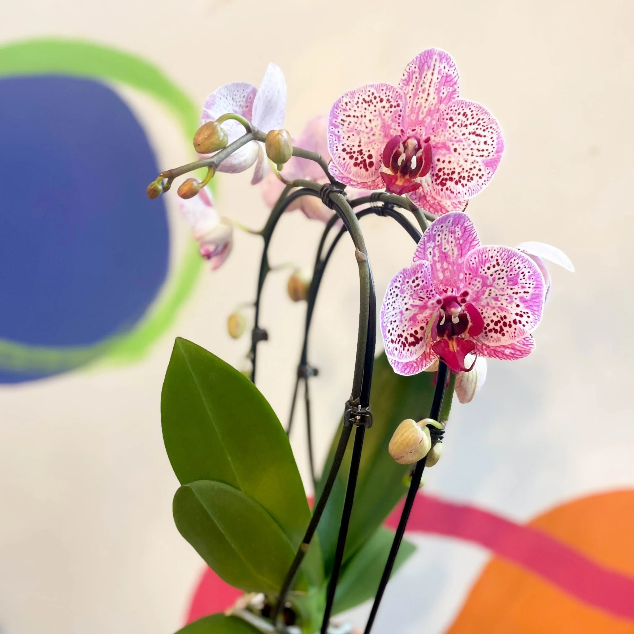 Purple & Pink Moth Orchid - Phalaenopsis 'New Wave' - Image 3
