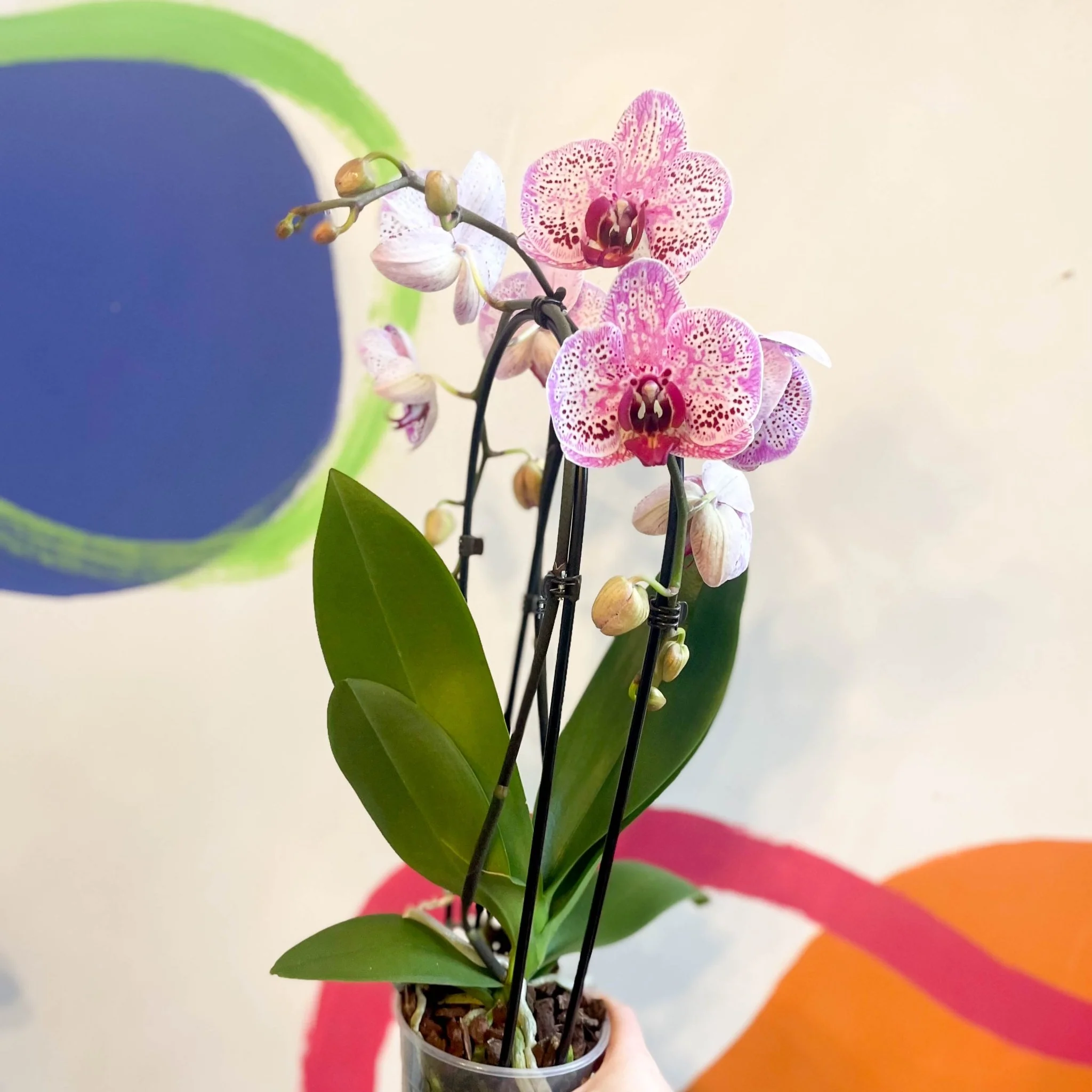 Purple & Pink Moth Orchid - Phalaenopsis 'New Wave' - Image 4