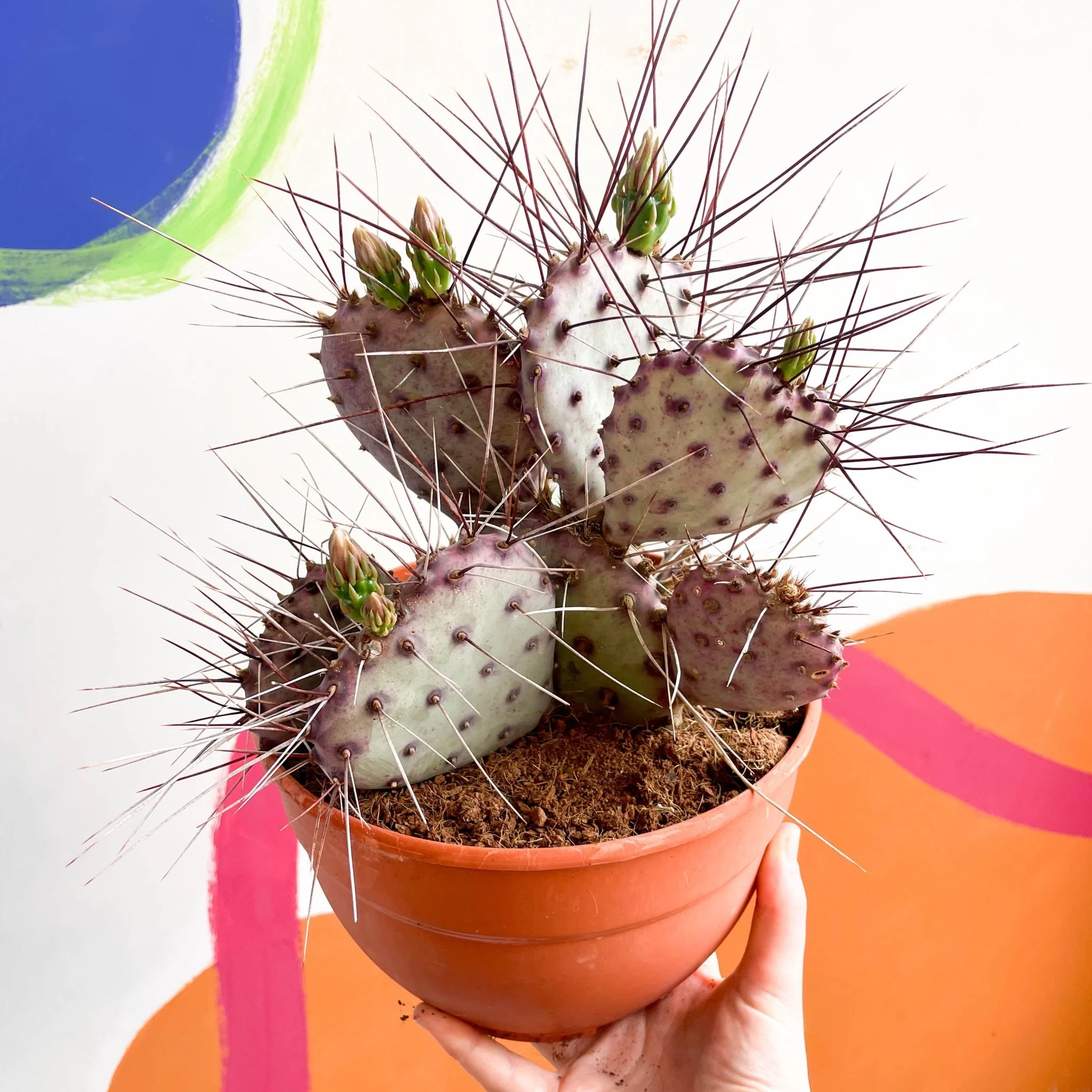 Purple Pricky Pear - Opuntia violacea 'Lianne'
