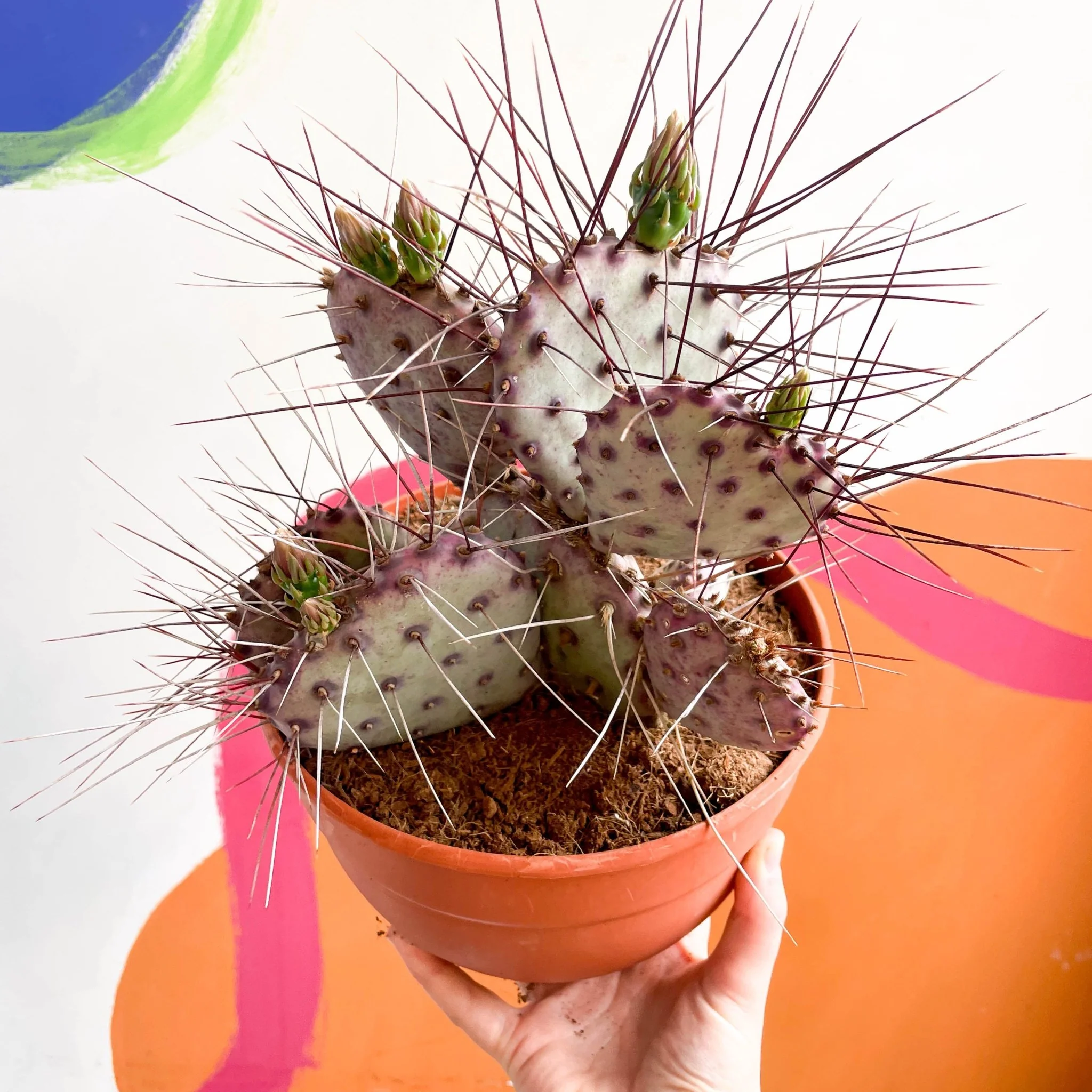 Purple Pricky Pear - Opuntia violacea 'Lianne' - Image 2