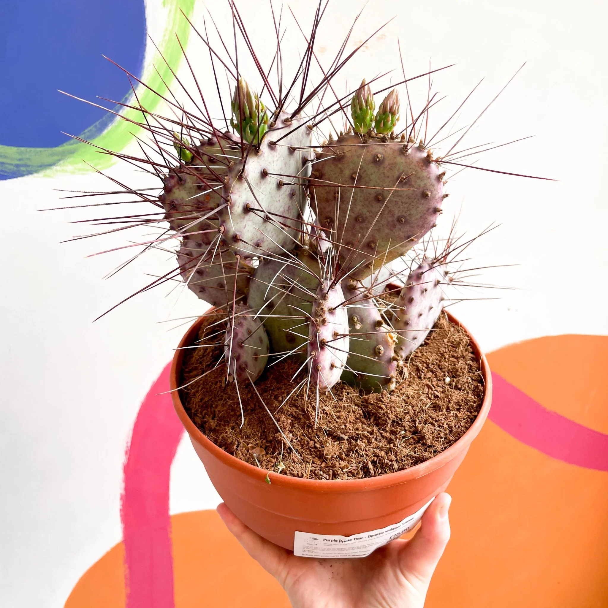 Purple Pricky Pear - Opuntia violacea 'Lianne' - Image 3