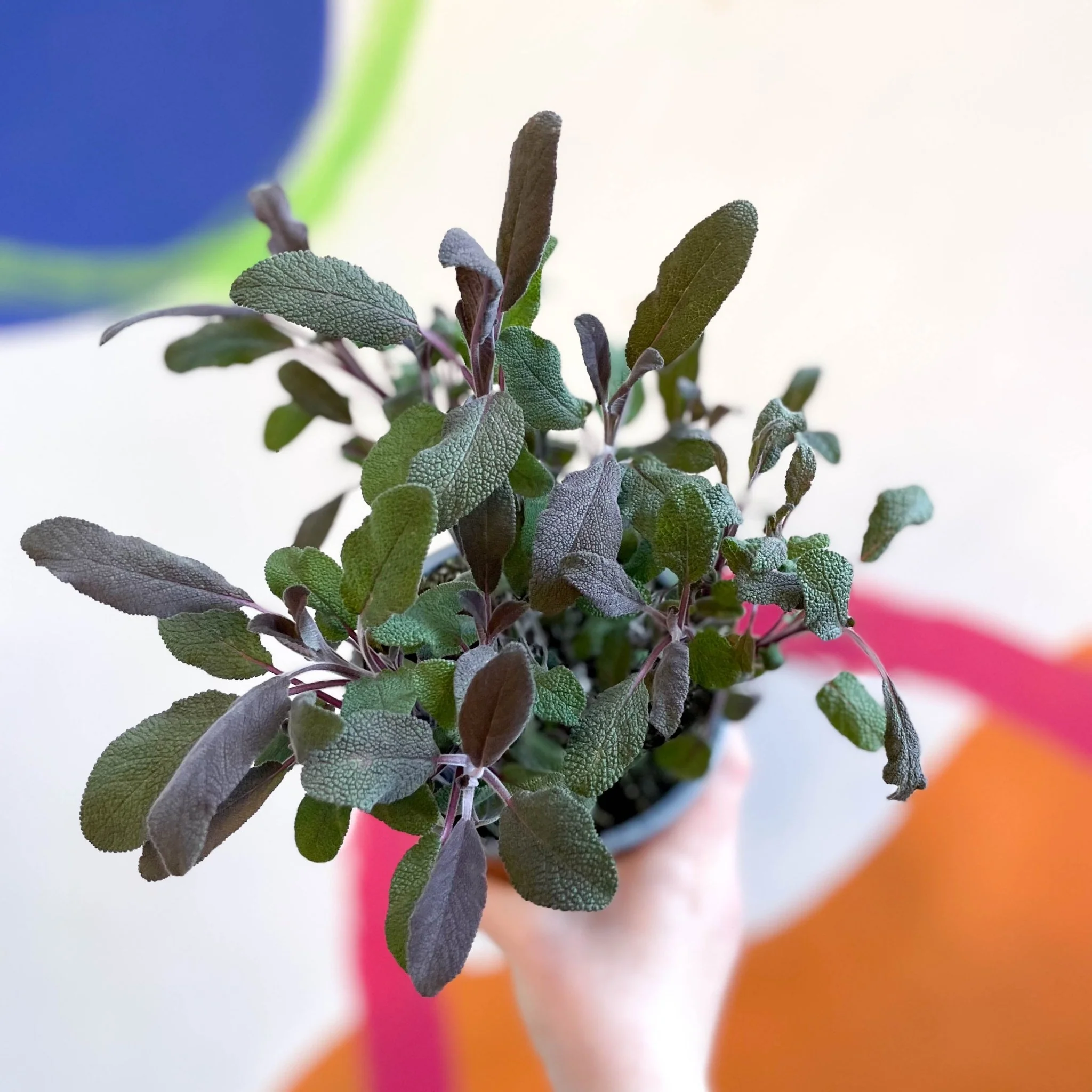Salvia officinalis 'Purpurea' - Purple Sage [UK Grown Culinary Herbs] - Image 2