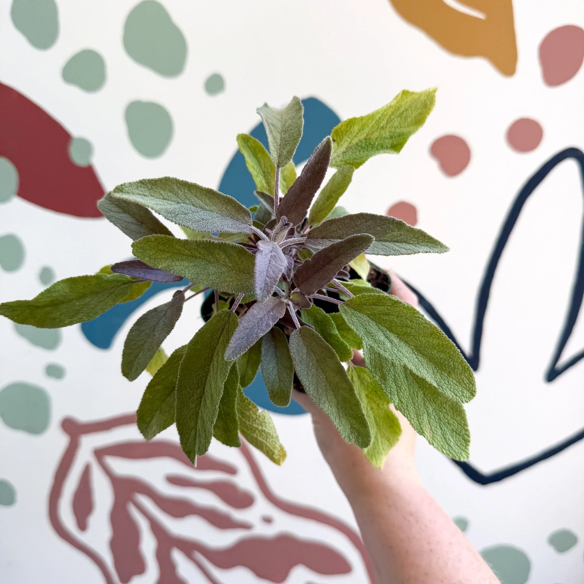 Salvia officinalis 'Purpurea' - Purple Sage [UK Grown Culinary Herbs] - Image 3