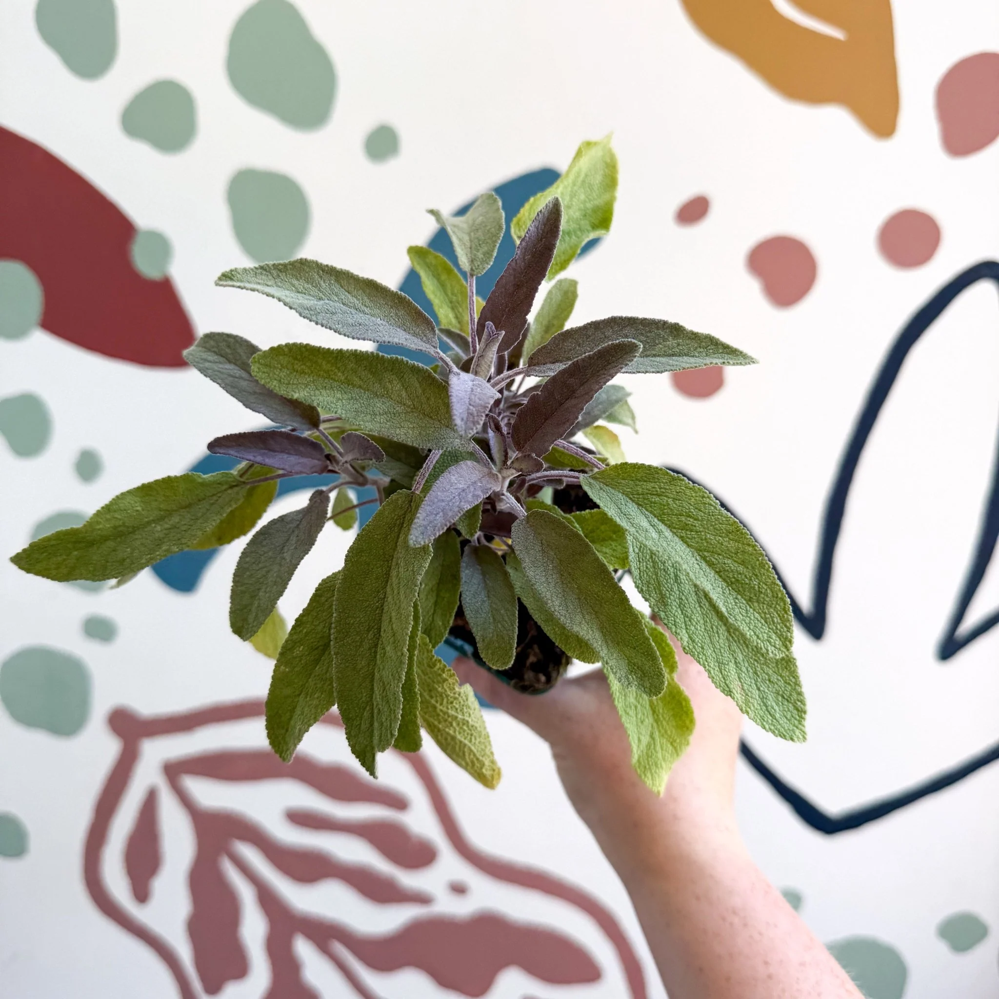 Salvia officinalis 'Purpurea' - Purple Sage [UK Grown Culinary Herbs] - Image 4