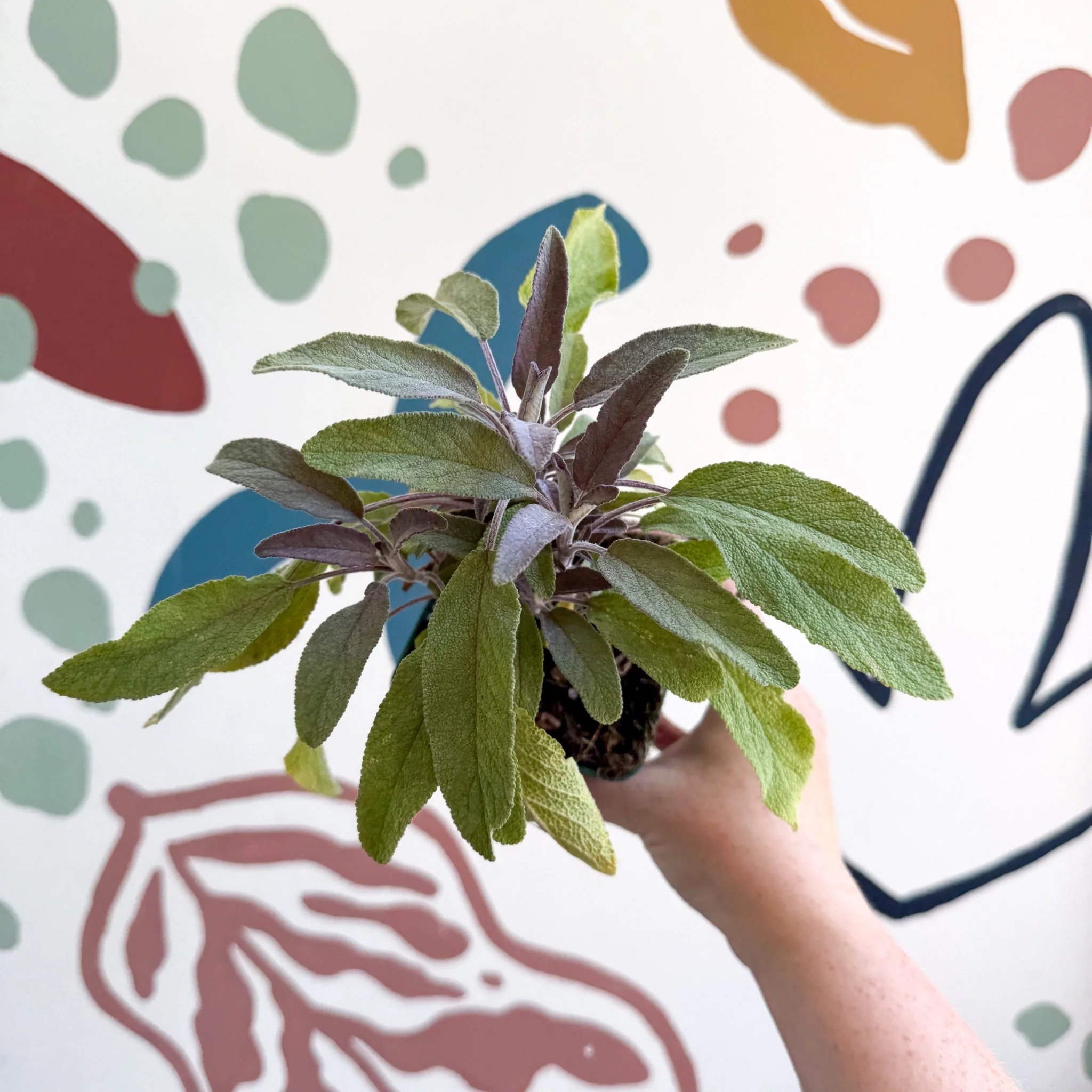 Salvia officinalis 'Purpurea' - Purple Sage [UK Grown Culinary Herbs] - Image 5