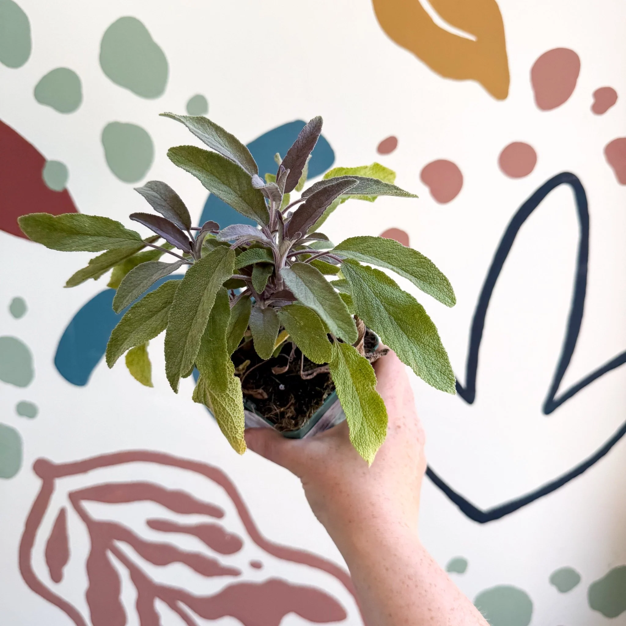 Salvia officinalis 'Purpurea' - Purple Sage [UK Grown Culinary Herbs] - Image 7