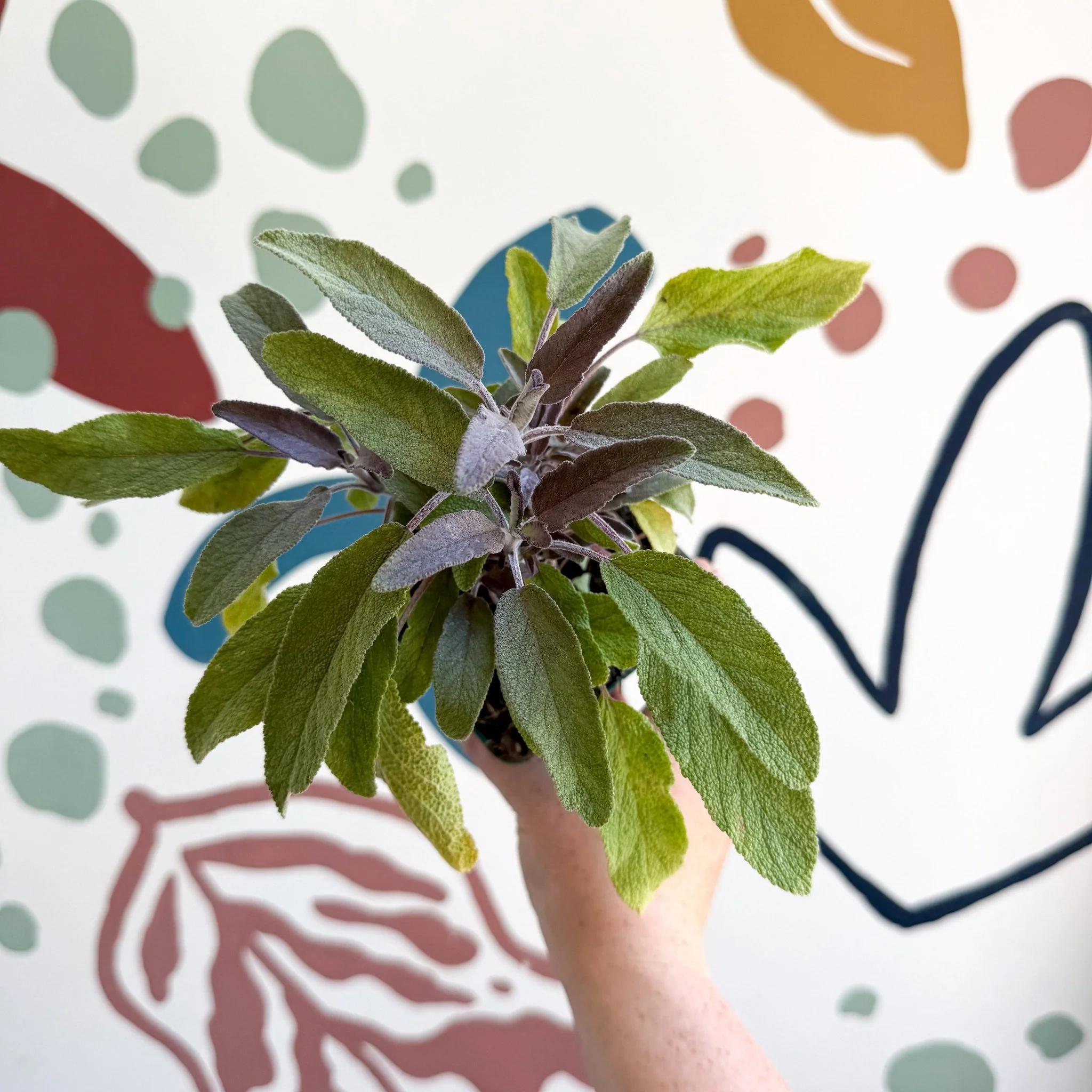 Salvia officinalis 'Purpurea' - Purple Sage [UK Grown Culinary Herbs] - Image 8