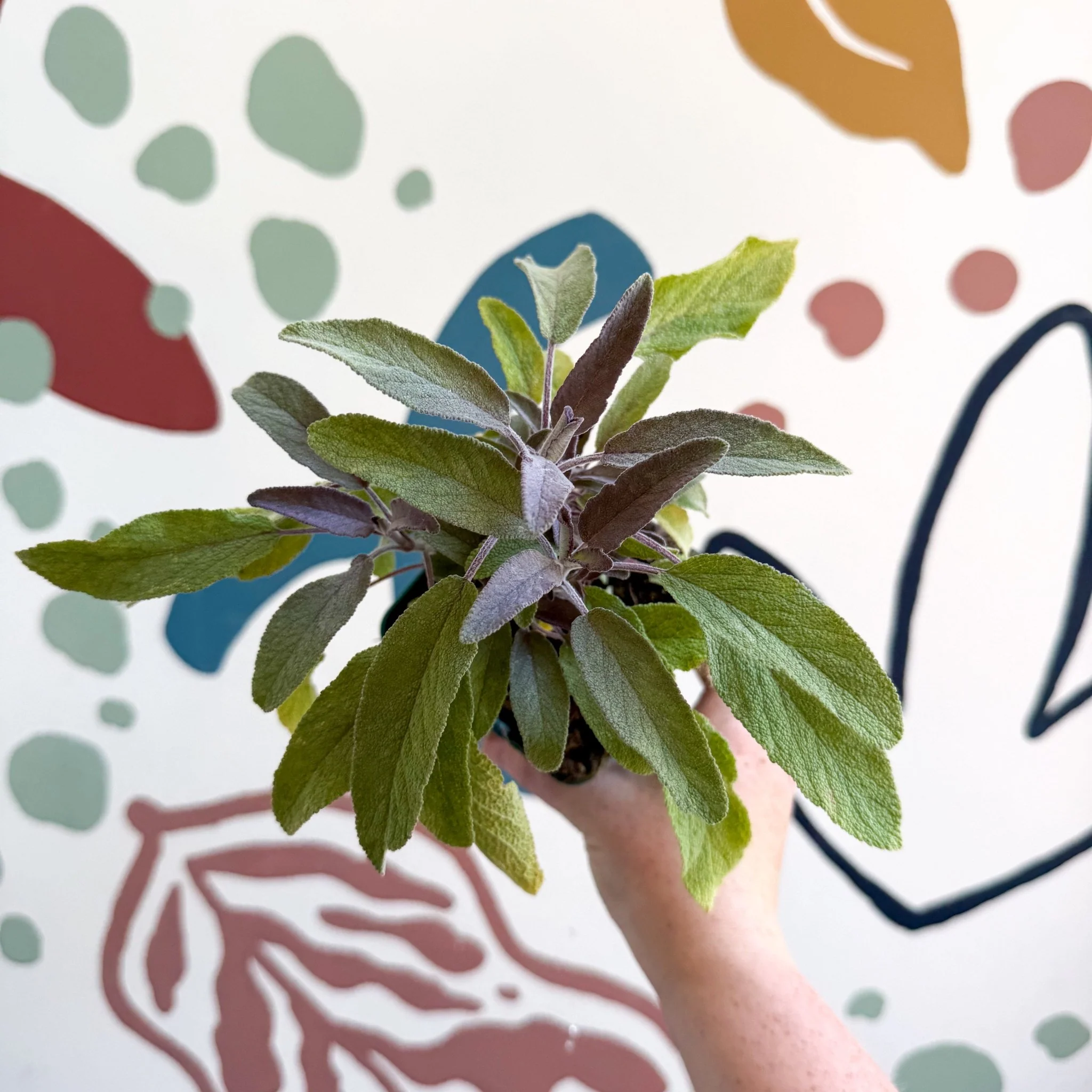 Salvia officinalis 'Purpurea' - Purple Sage [UK Grown Culinary Herbs] - Image 9