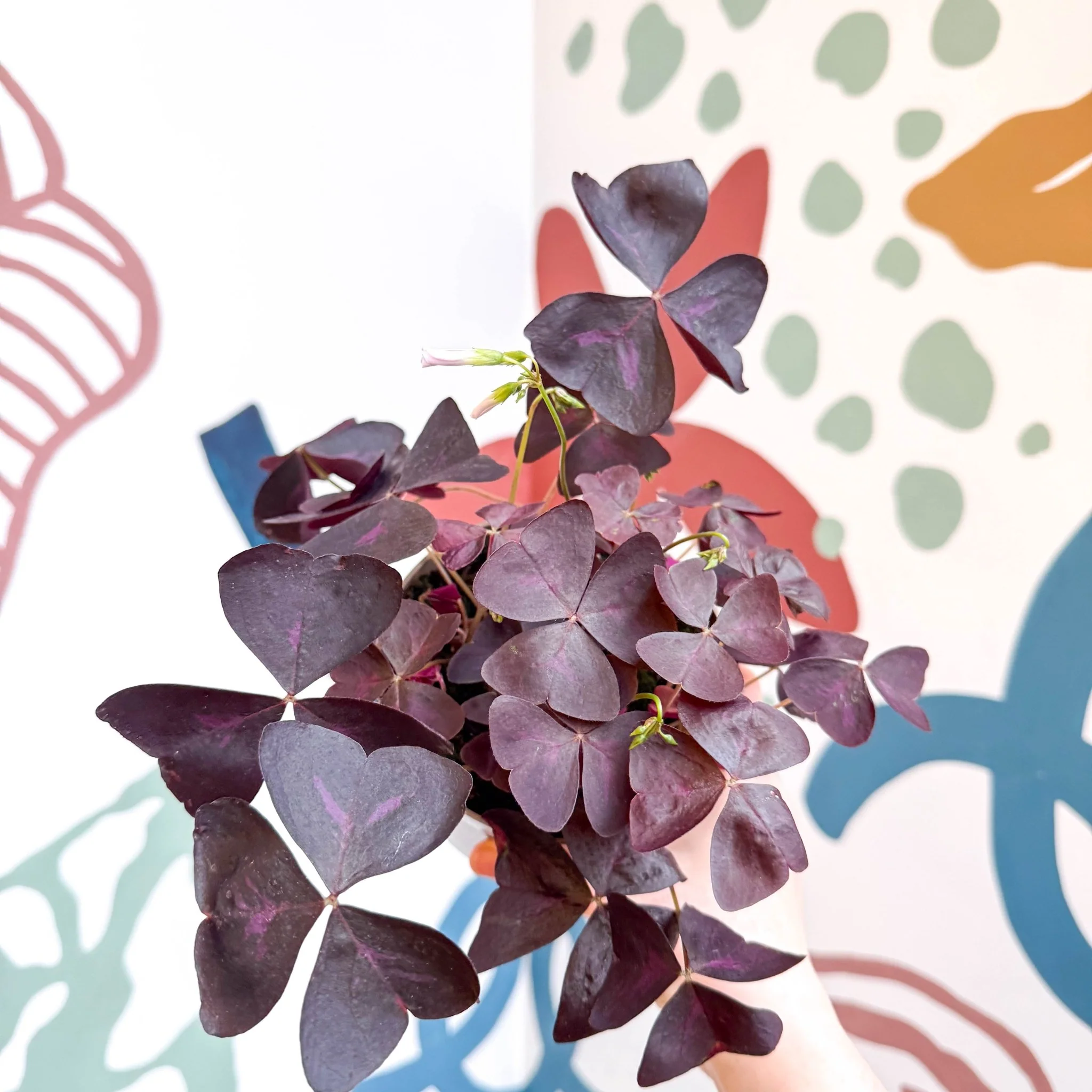Oxalis triangularis 'Mijke' - Purple Shamrock - Image 10