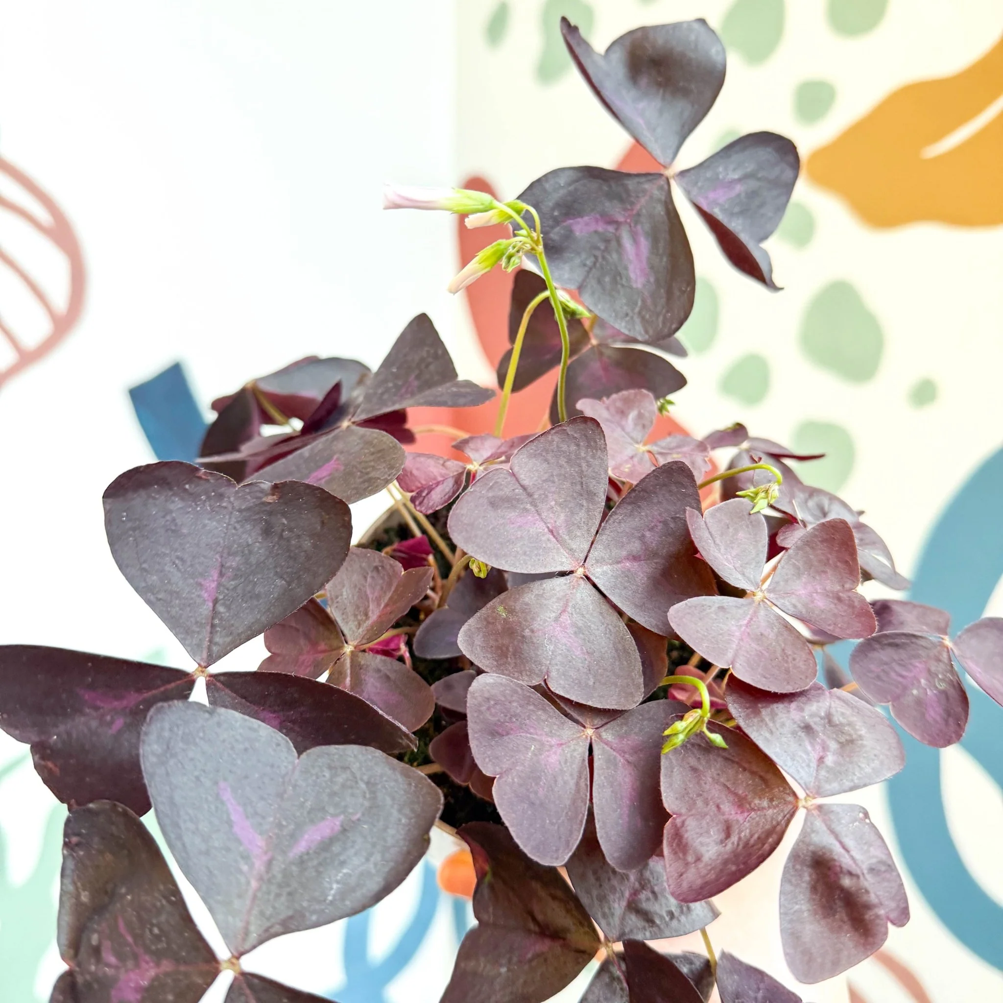 Oxalis triangularis 'Mijke' - Purple Shamrock - Image 11