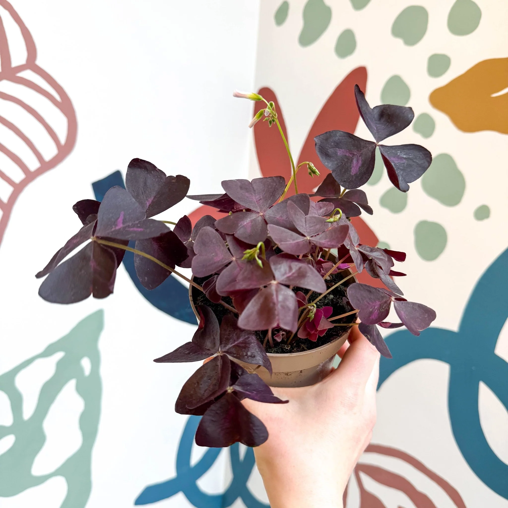 Oxalis triangularis 'Mijke' - Purple Shamrock - Image 12