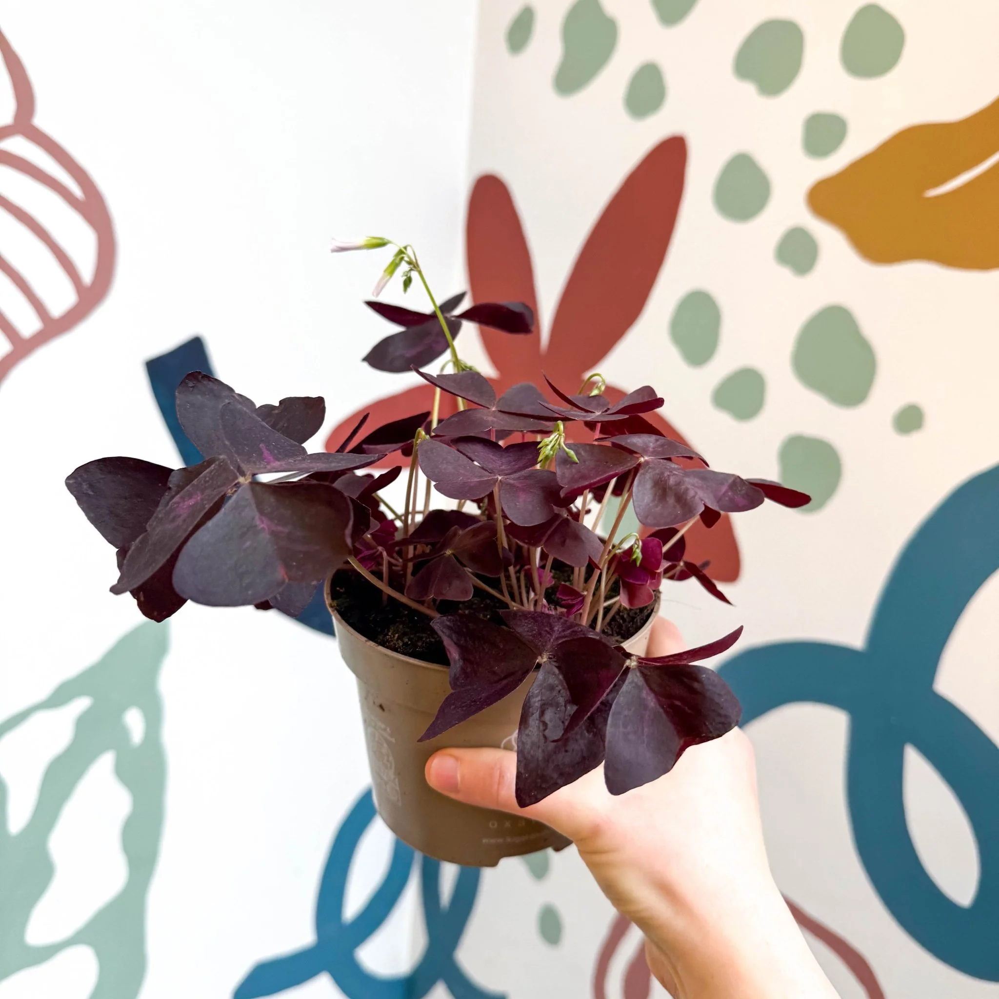 Oxalis triangularis 'Mijke' - Purple Shamrock - Image 13