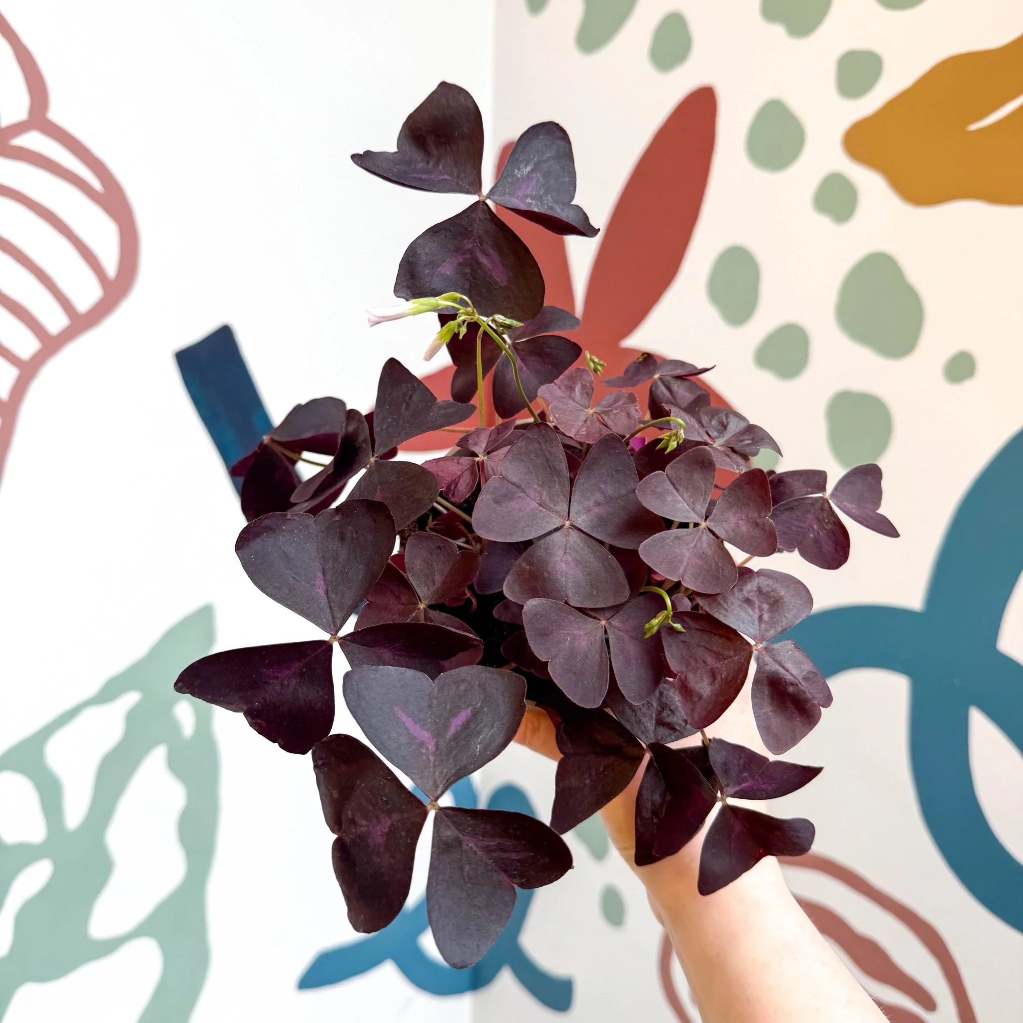 Oxalis triangularis 'Mijke' - Purple Shamrock - Image 14