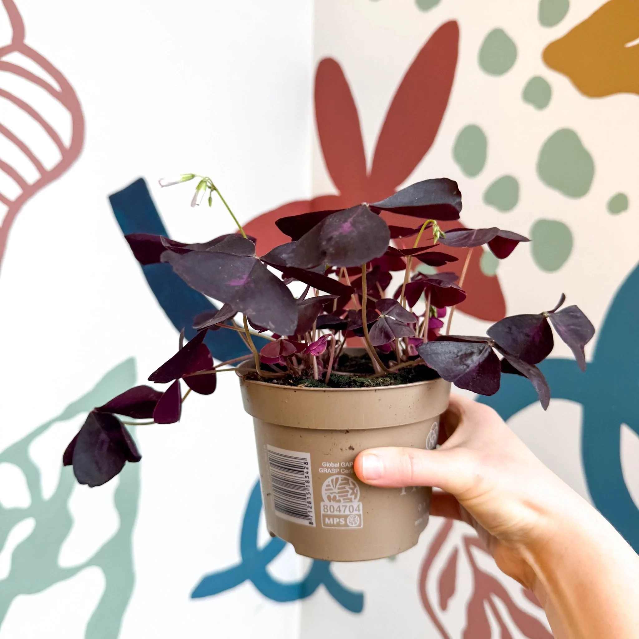 Oxalis triangularis 'Mijke' - Purple Shamrock - Image 3