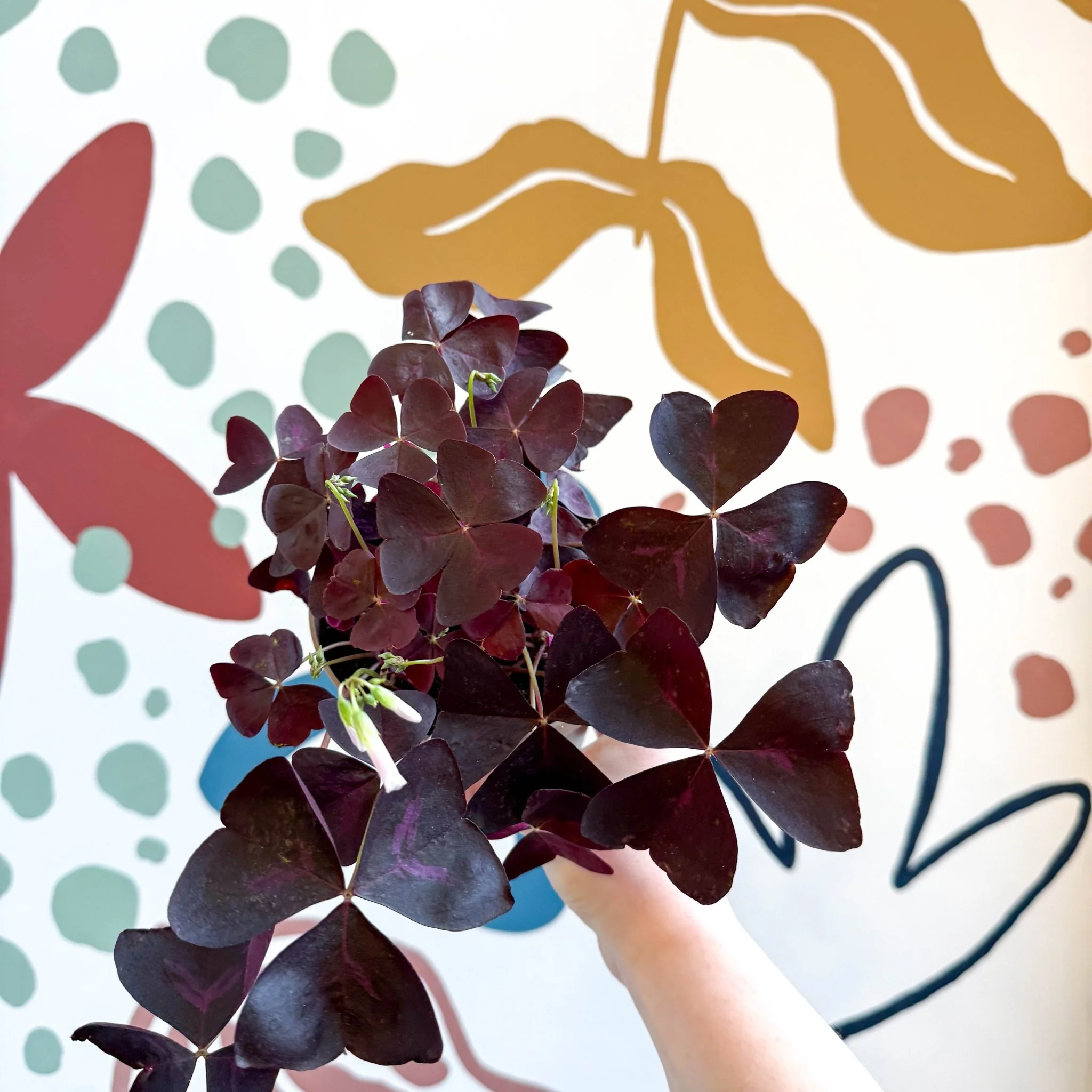 Oxalis triangularis 'Mijke' - Purple Shamrock - Image 4