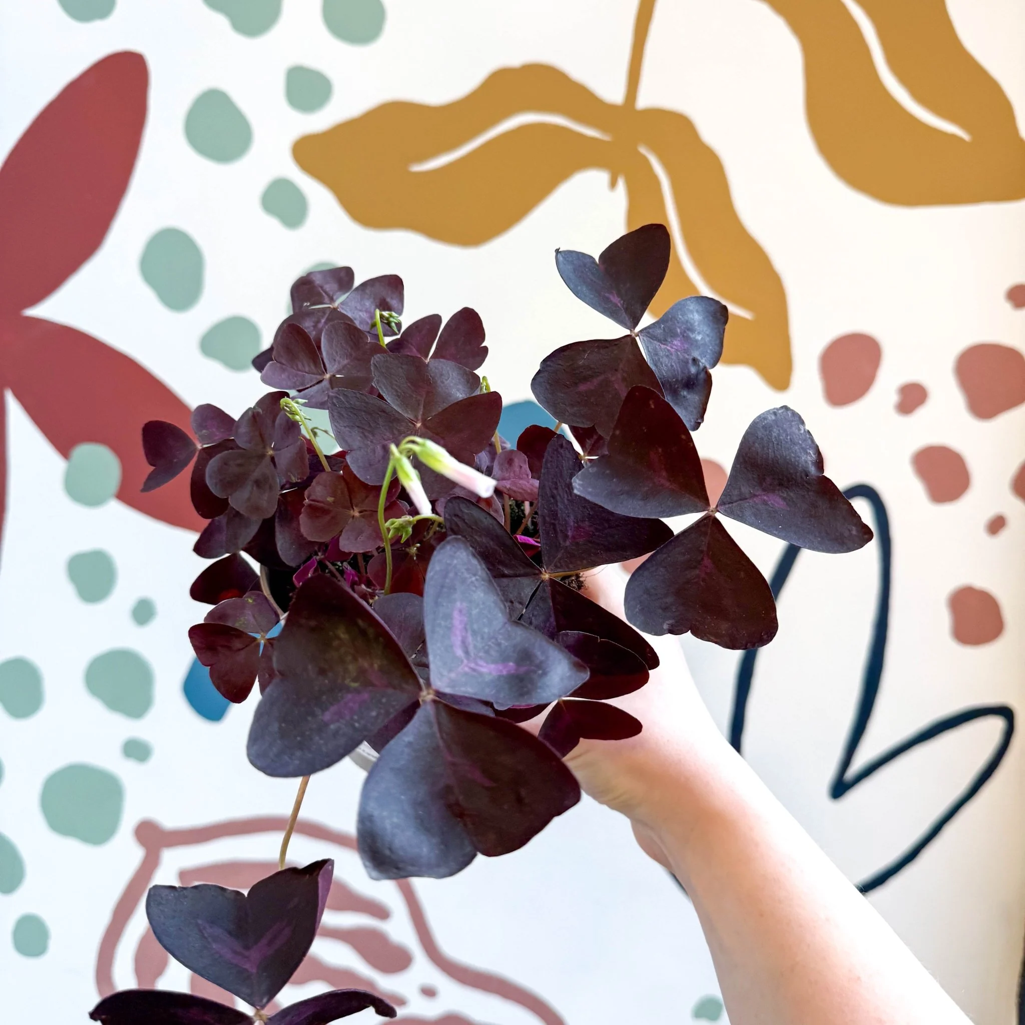 Oxalis triangularis 'Mijke' - Purple Shamrock - Image 5