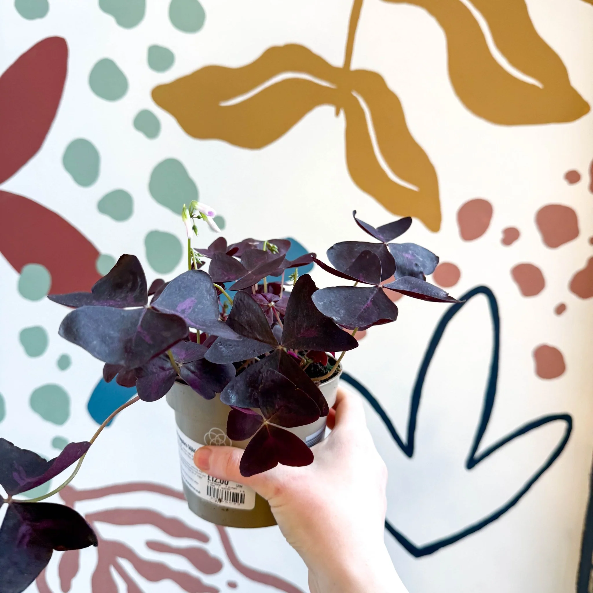 Oxalis triangularis 'Mijke' - Purple Shamrock - Image 6