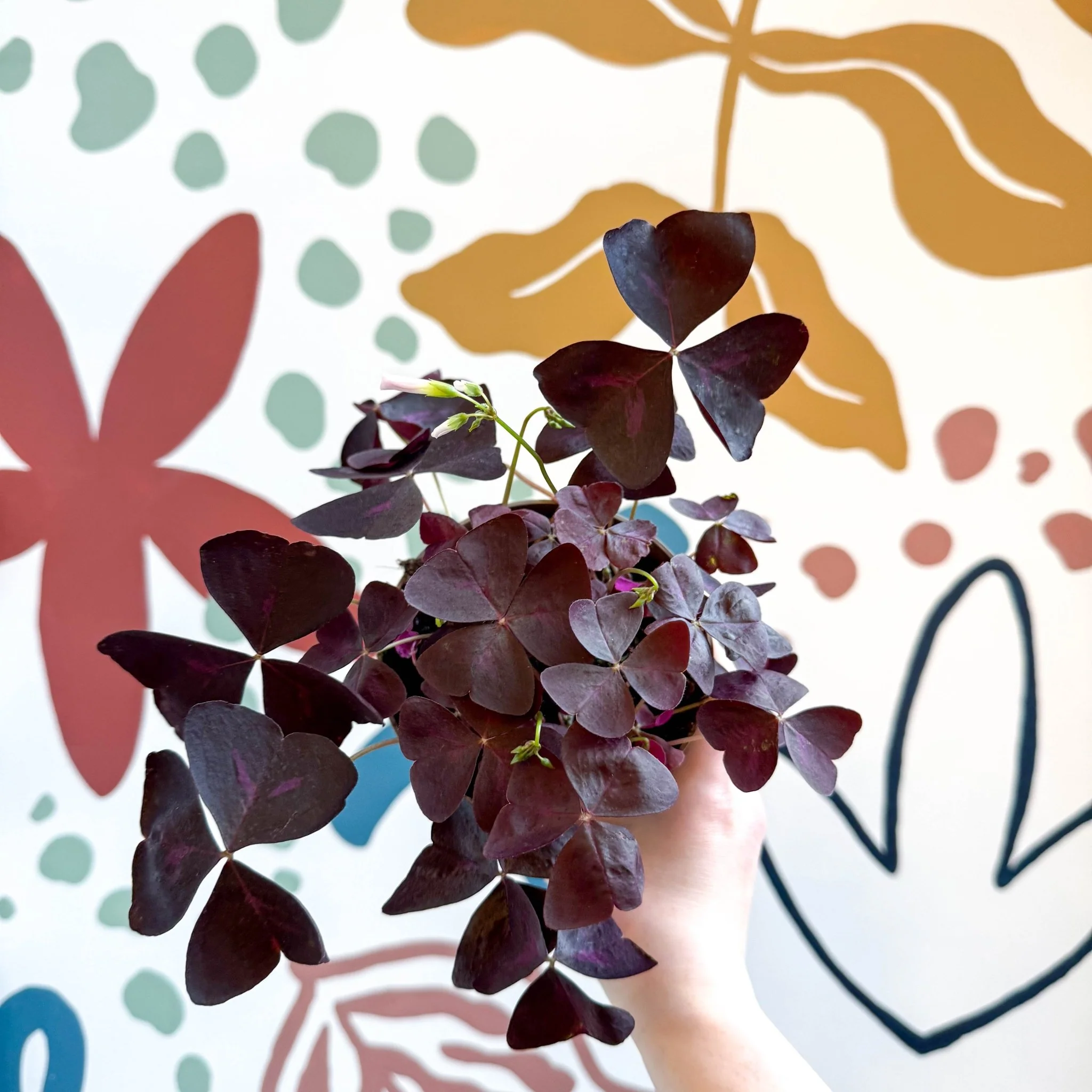 Oxalis triangularis 'Mijke' - Purple Shamrock - Image 7