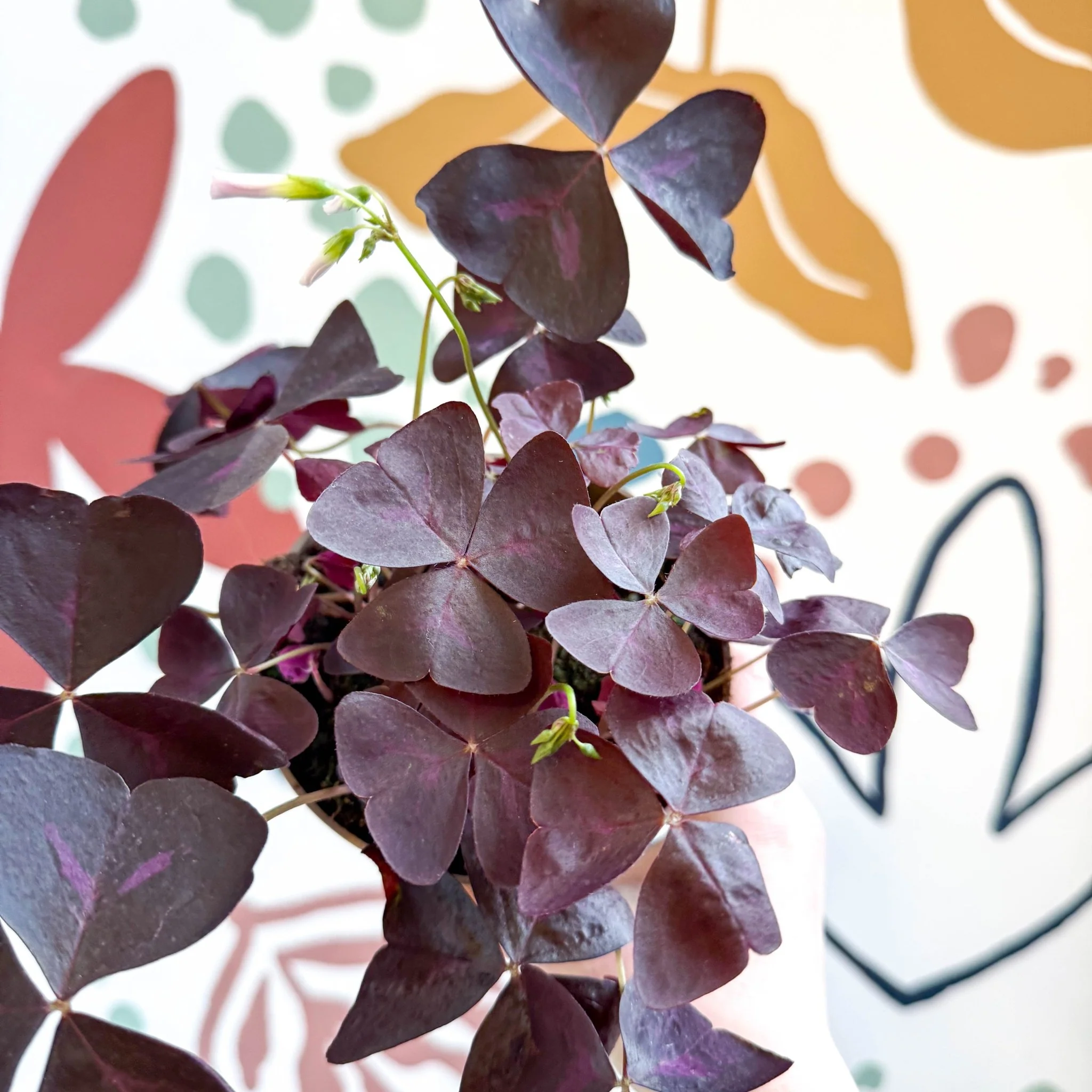 Oxalis triangularis 'Mijke' - Purple Shamrock - Image 8
