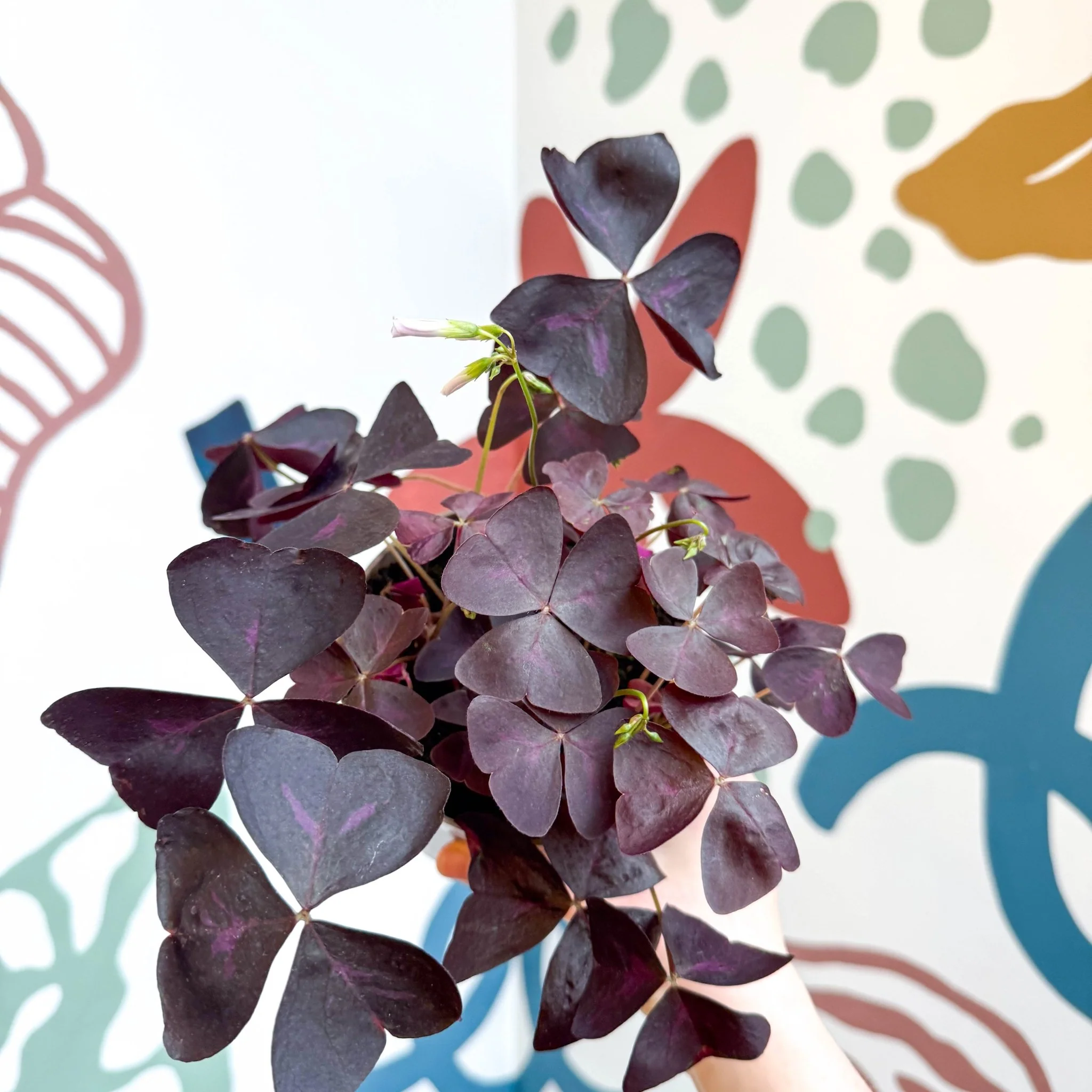 Oxalis triangularis 'Mijke' - Purple Shamrock - Image 9