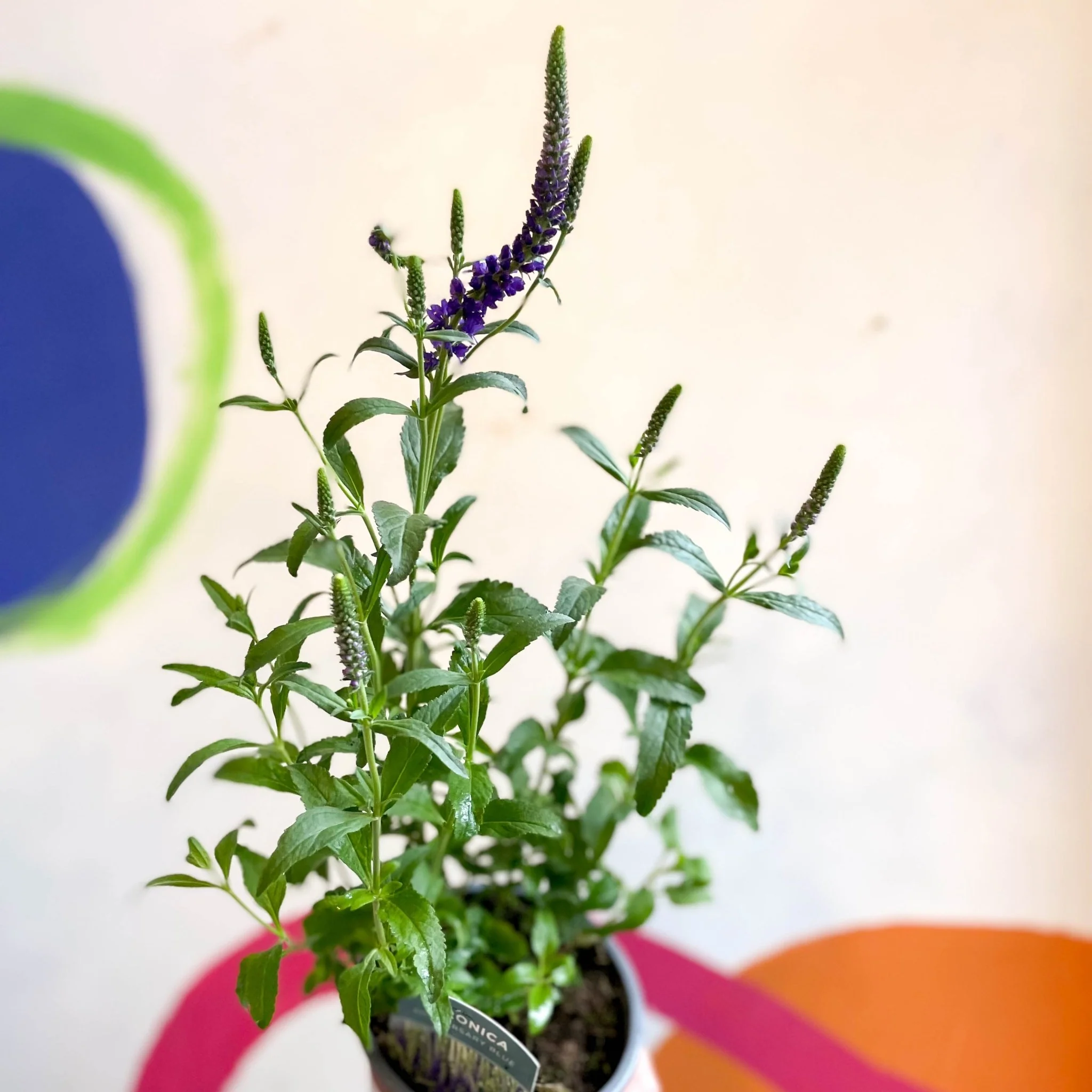Purple Spiked Speedwells - Veronica spicata 'Anniversary Blue' - British Grown