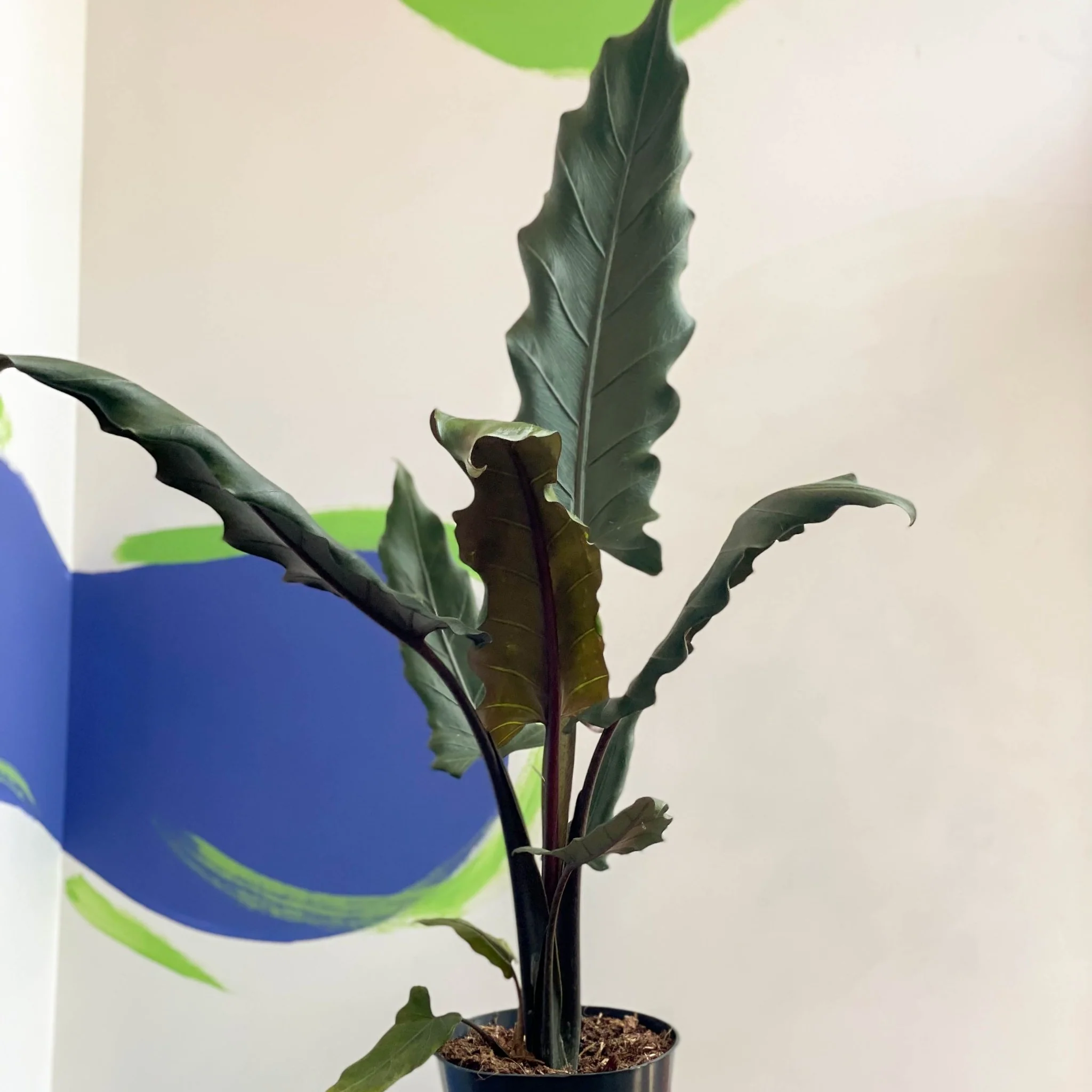 Purple Sword - Alocasia lauterbachiana