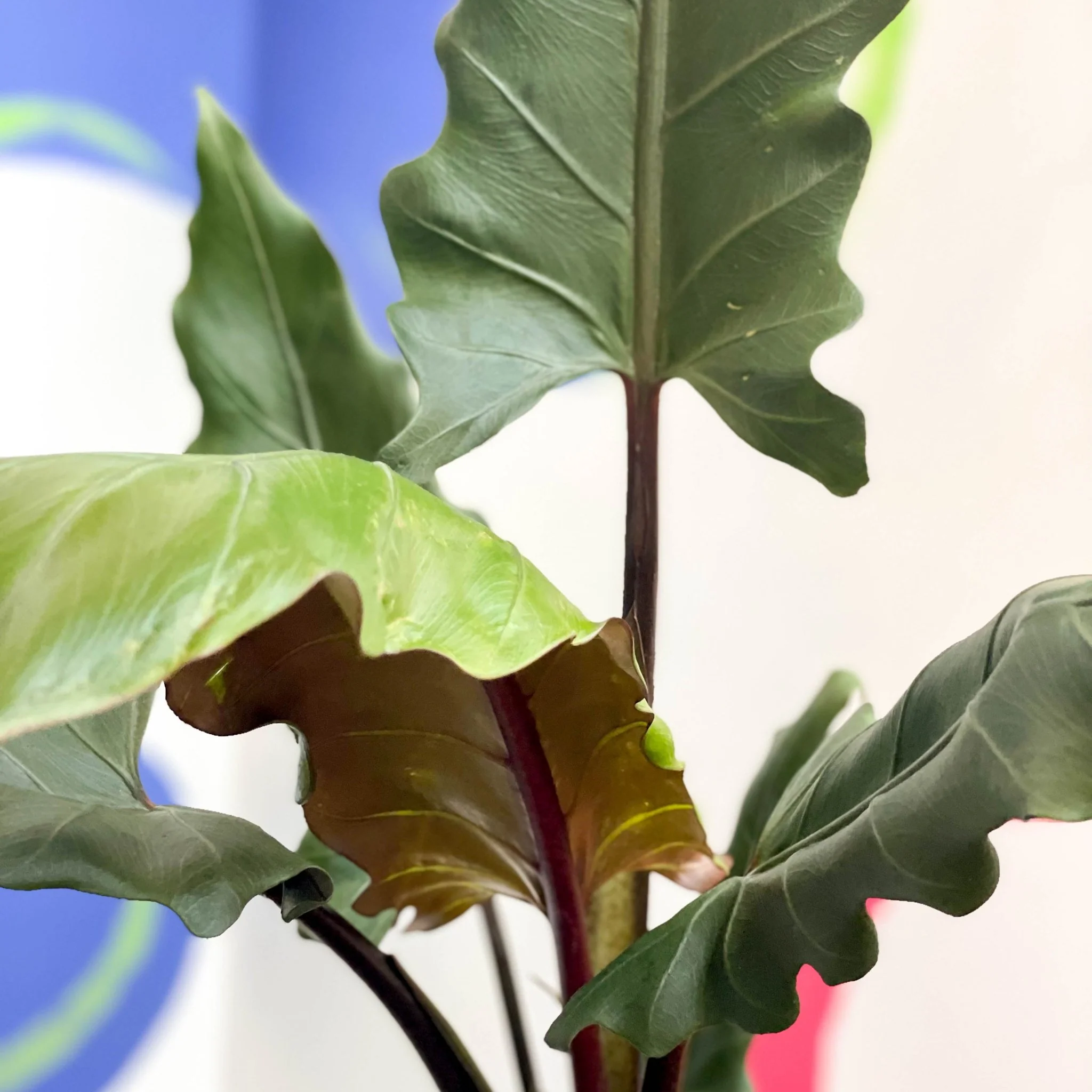 Purple Sword - Alocasia lauterbachiana - Image 2