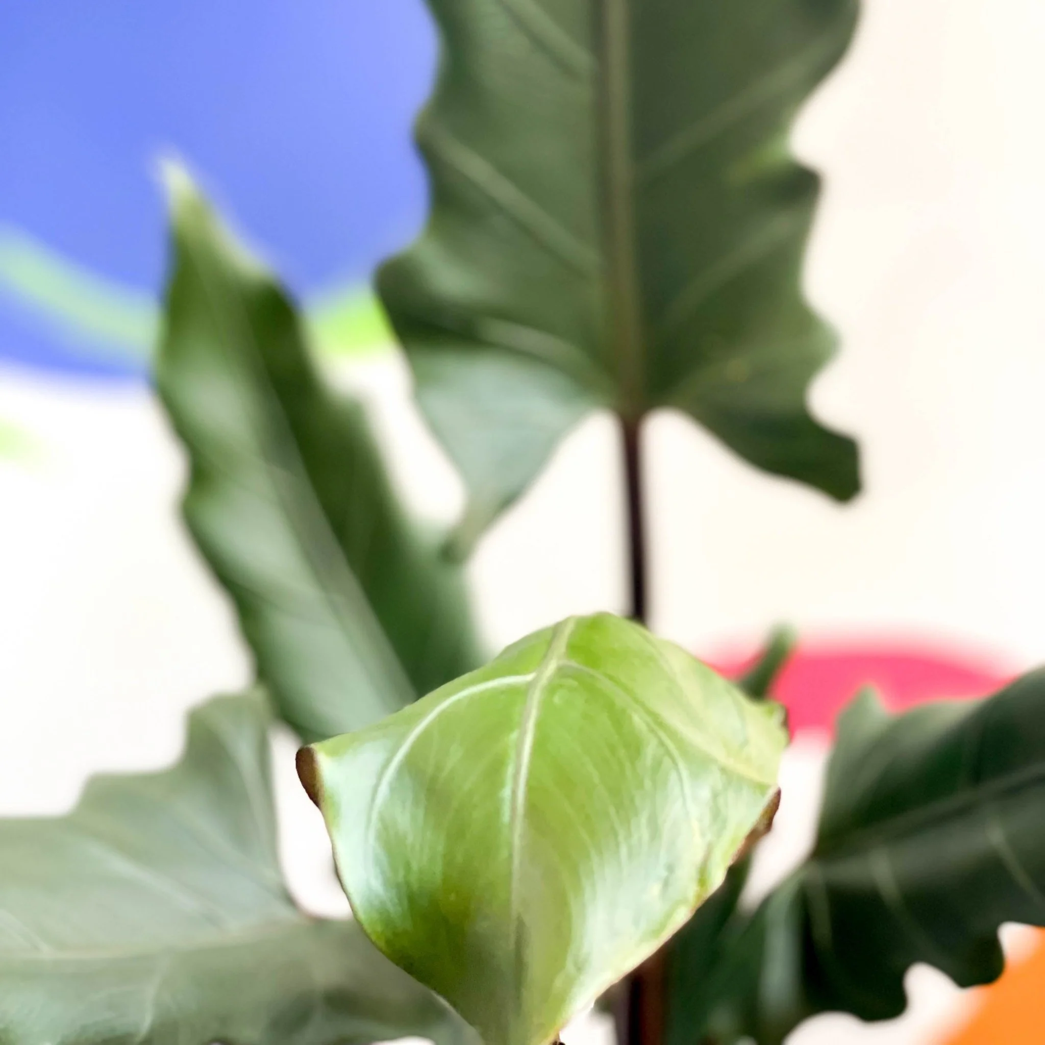 Purple Sword - Alocasia lauterbachiana - Image 3