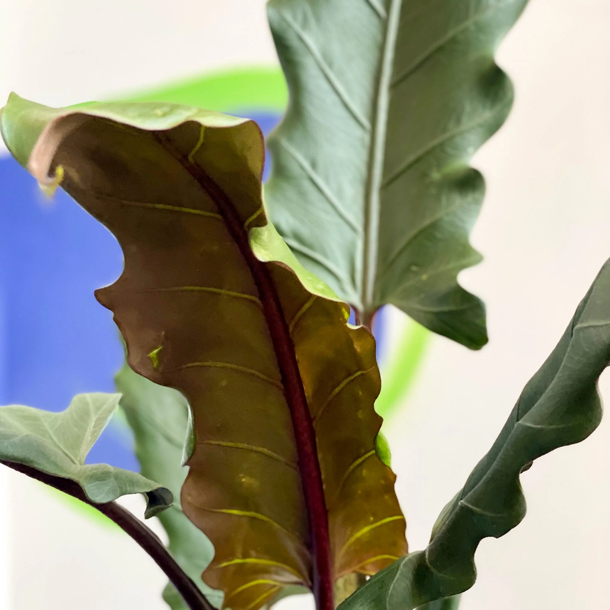 Purple Sword - Alocasia lauterbachiana - Image 4