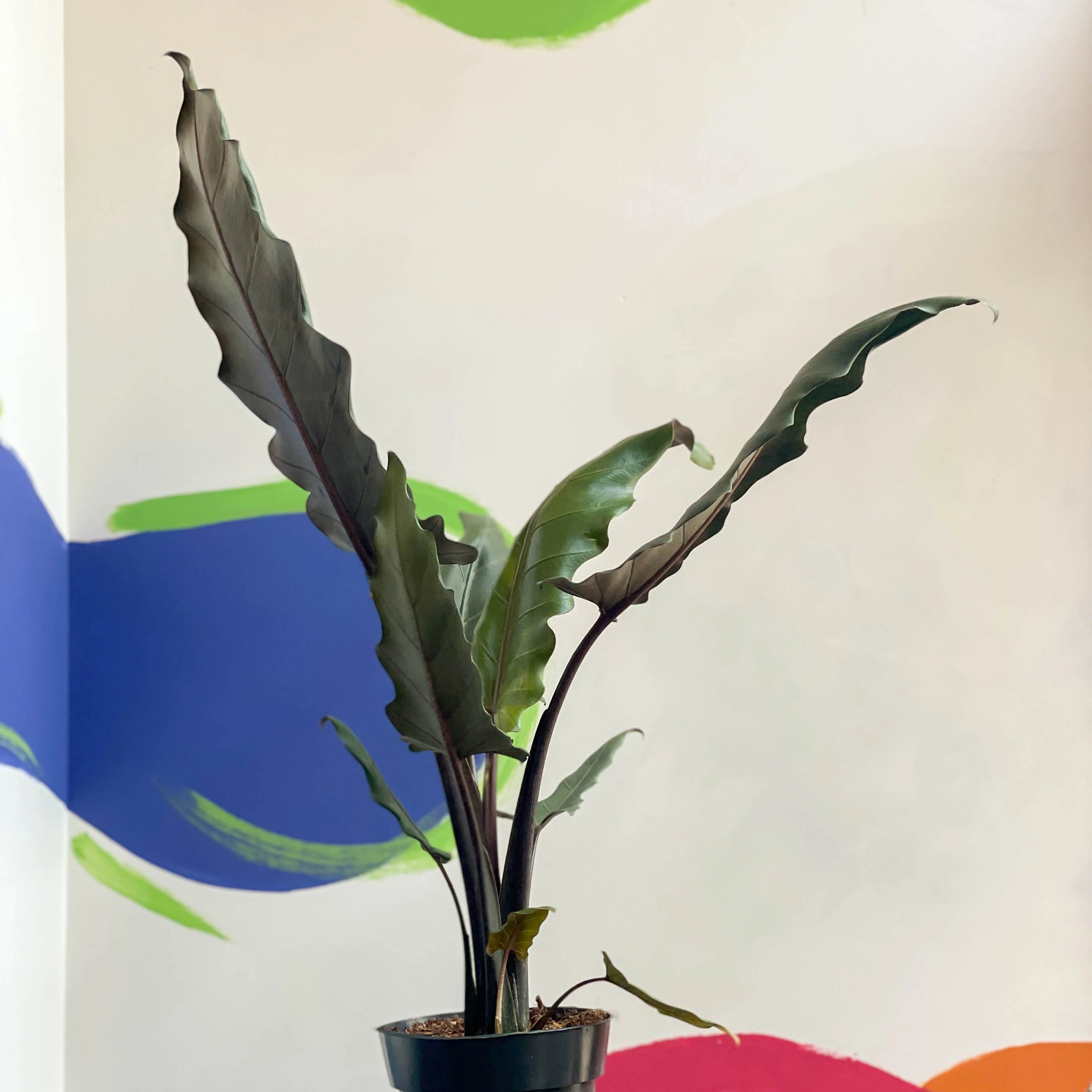 Purple Sword - Alocasia lauterbachiana - Image 5