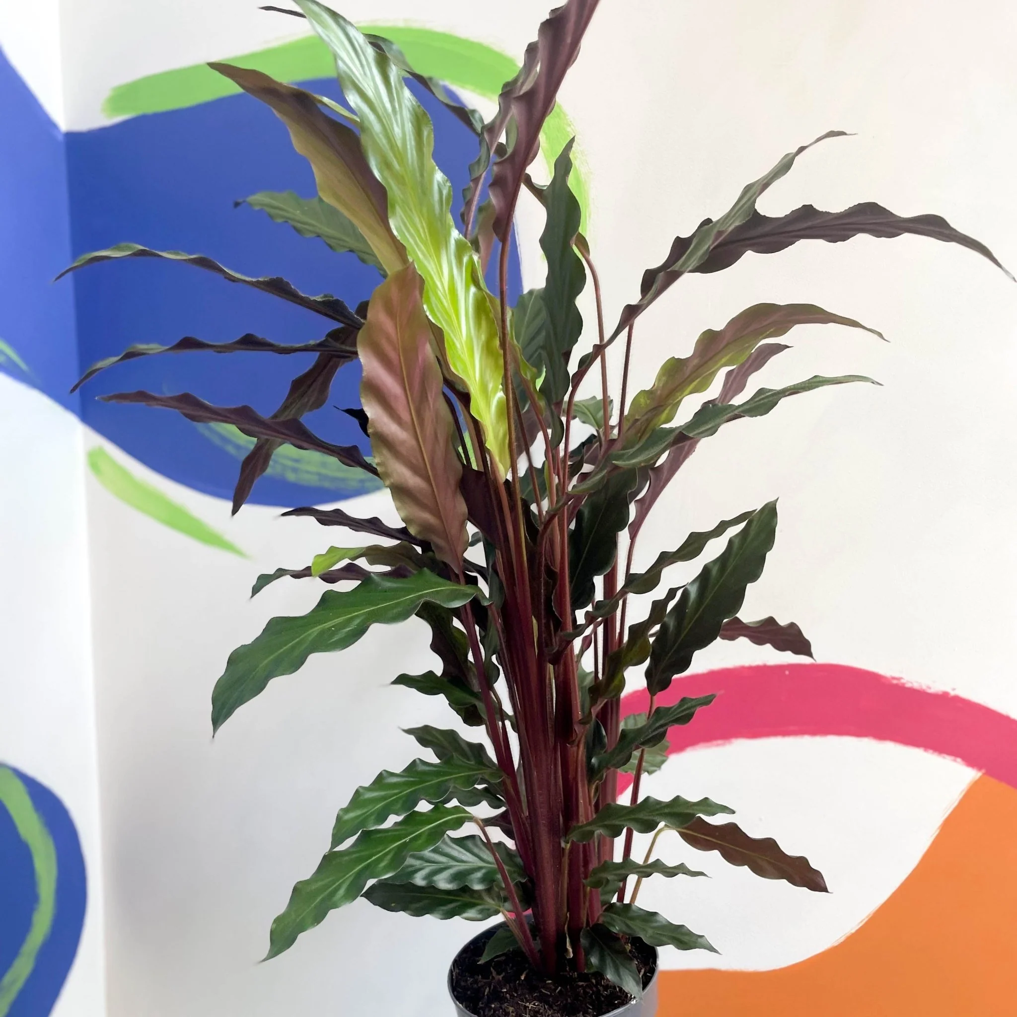 Calathea rufibarba 'Elgergrass' - Purple Velvet Calathea
