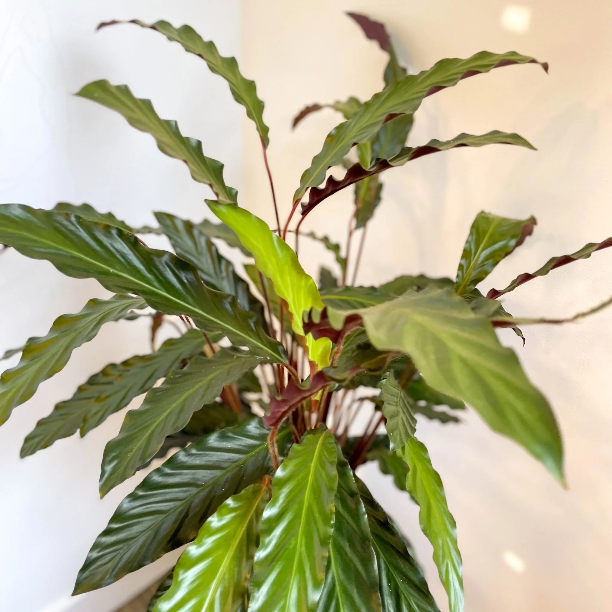 Calathea rufibarba 'Elgergrass' - Purple Velvet Calathea - Image 10