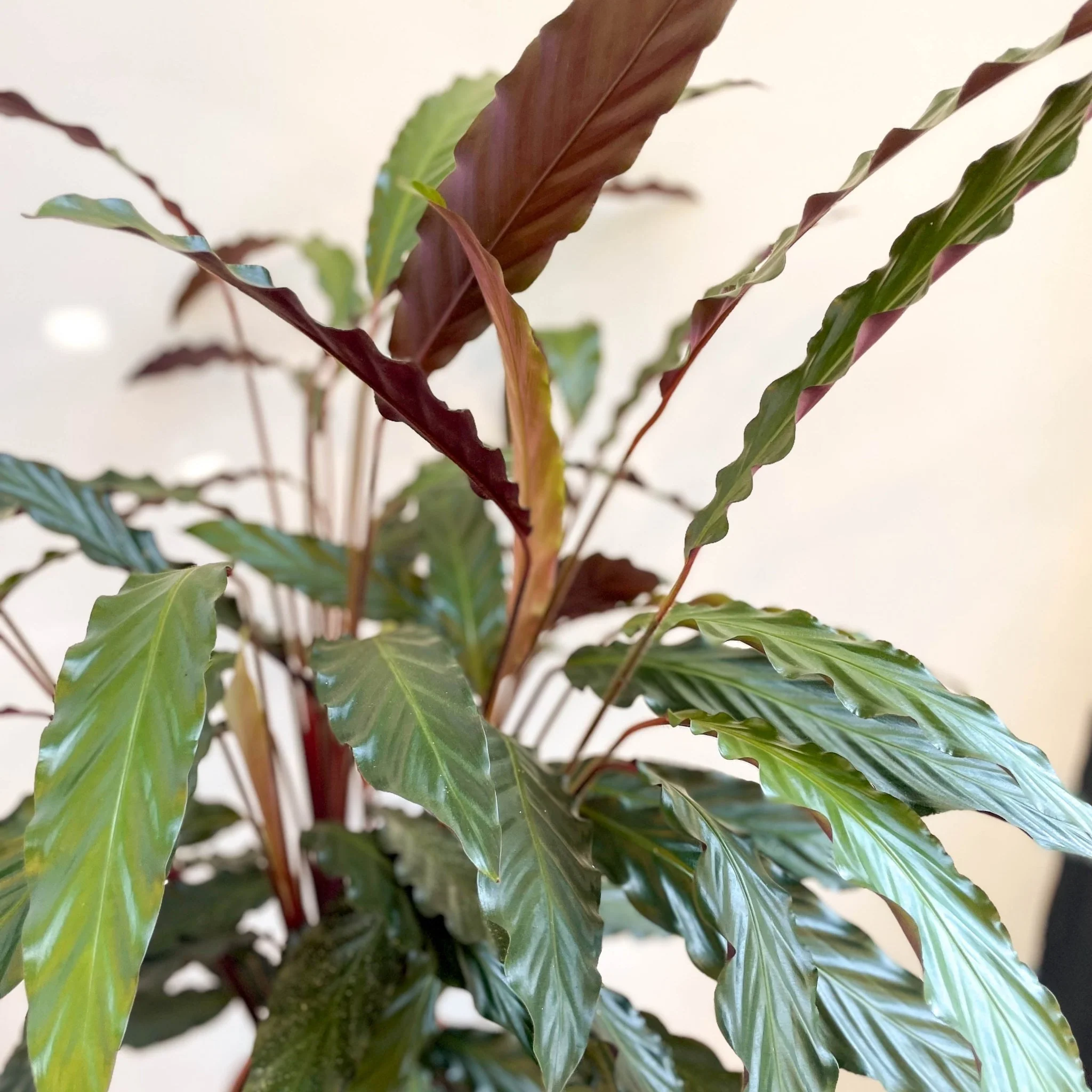 Calathea rufibarba 'Elgergrass' - Purple Velvet Calathea - Image 11