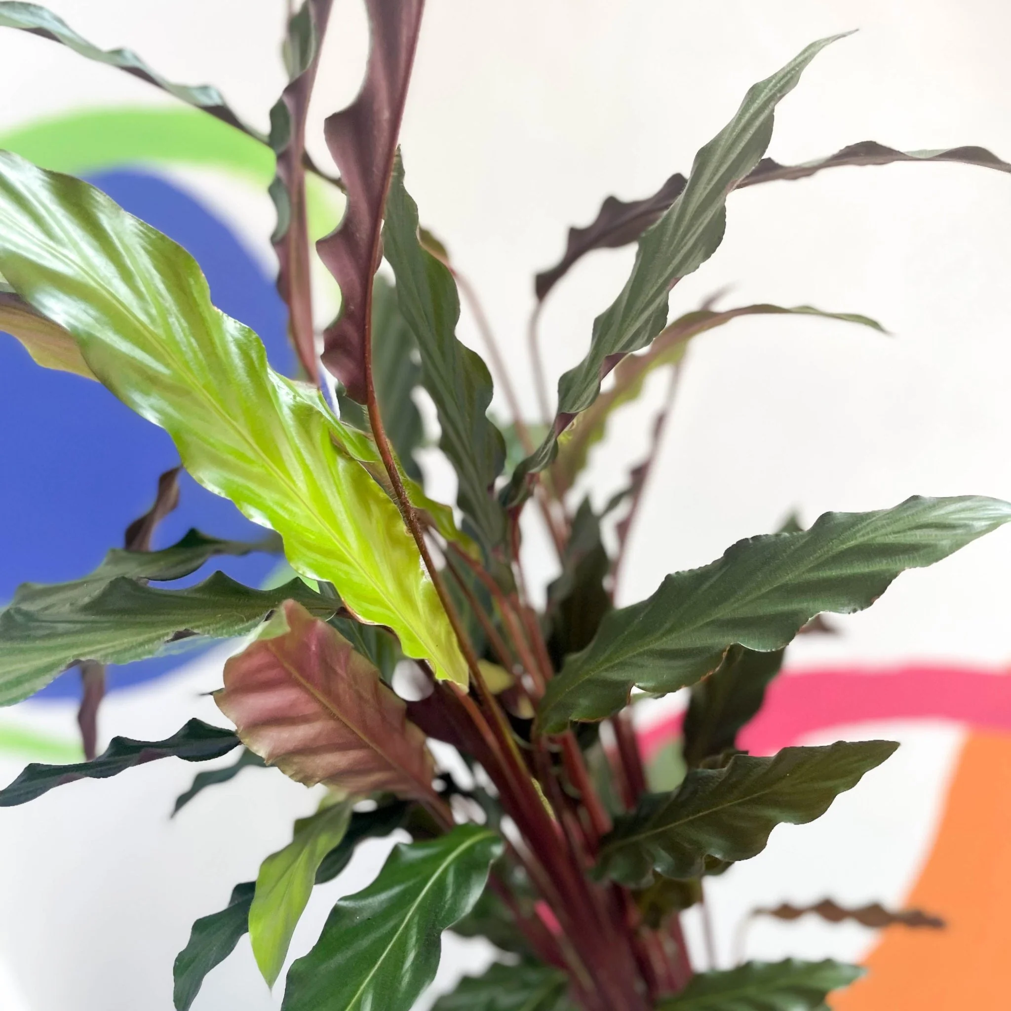 Calathea rufibarba 'Elgergrass' - Purple Velvet Calathea - Image 2