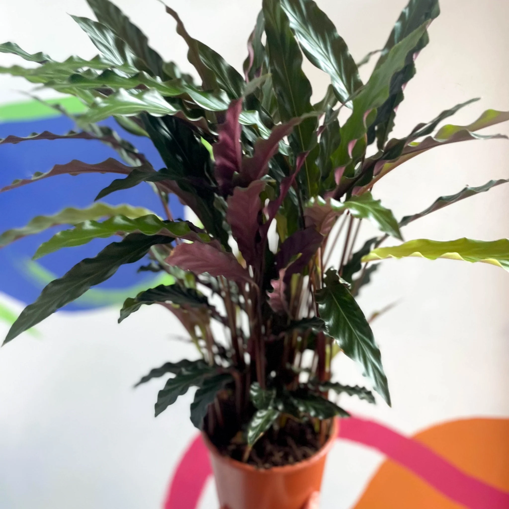 Calathea rufibarba 'Elgergrass' - Purple Velvet Calathea - Image 3