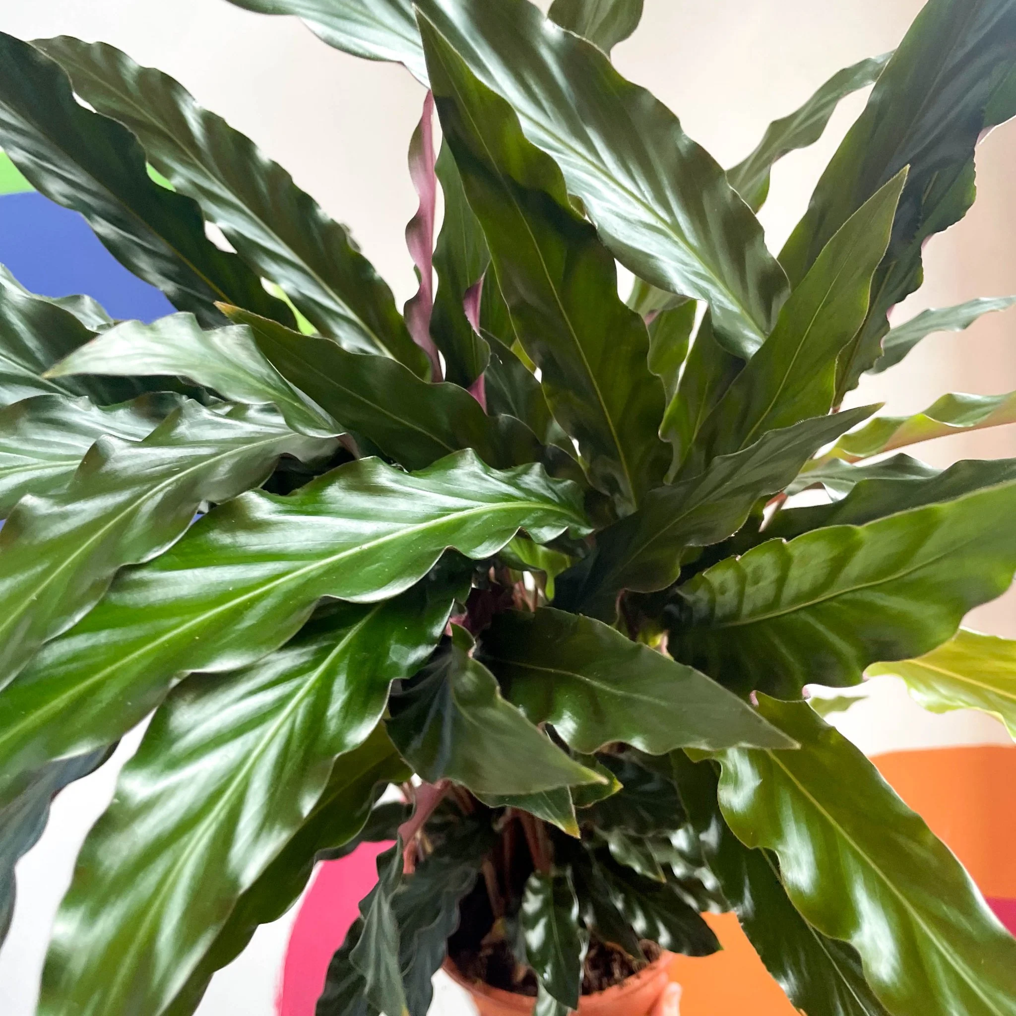 Calathea rufibarba 'Elgergrass' - Purple Velvet Calathea - Image 4